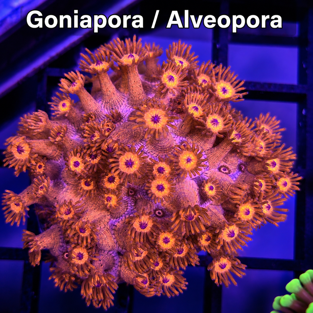 A vibrant coral colony with orange and yellow polyps under purple lighting, labeled as Goniopora or Alveopora.