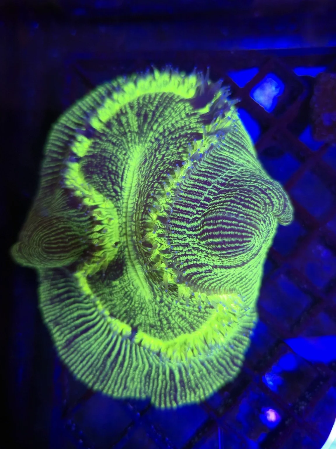 Pinwheel Trachyphyllia