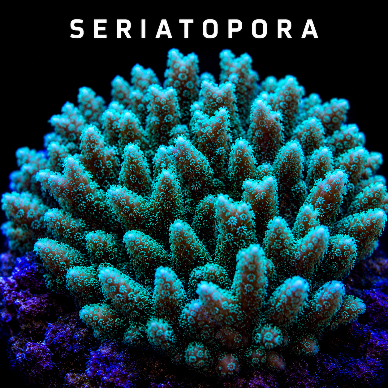 Close-up of a coral colony with vibrant blue and purple hues under black background, with the word 'SERIATOPORA' written above.