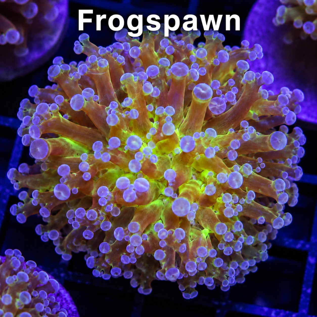 Bright yellow and purple coral in an aquatic environment with the word 'Frogspawn' written at the top.