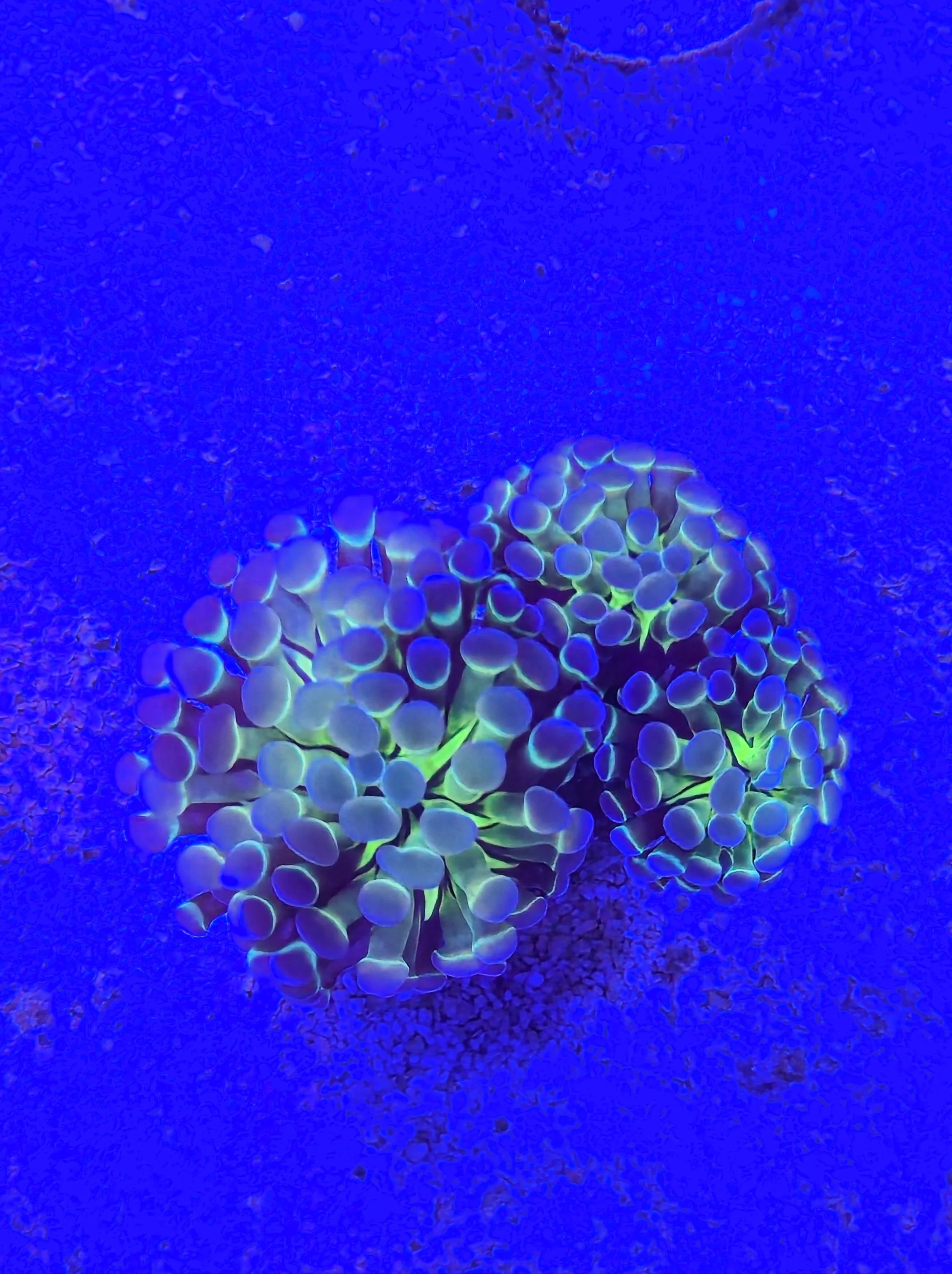 Buzzlightyear Hammer