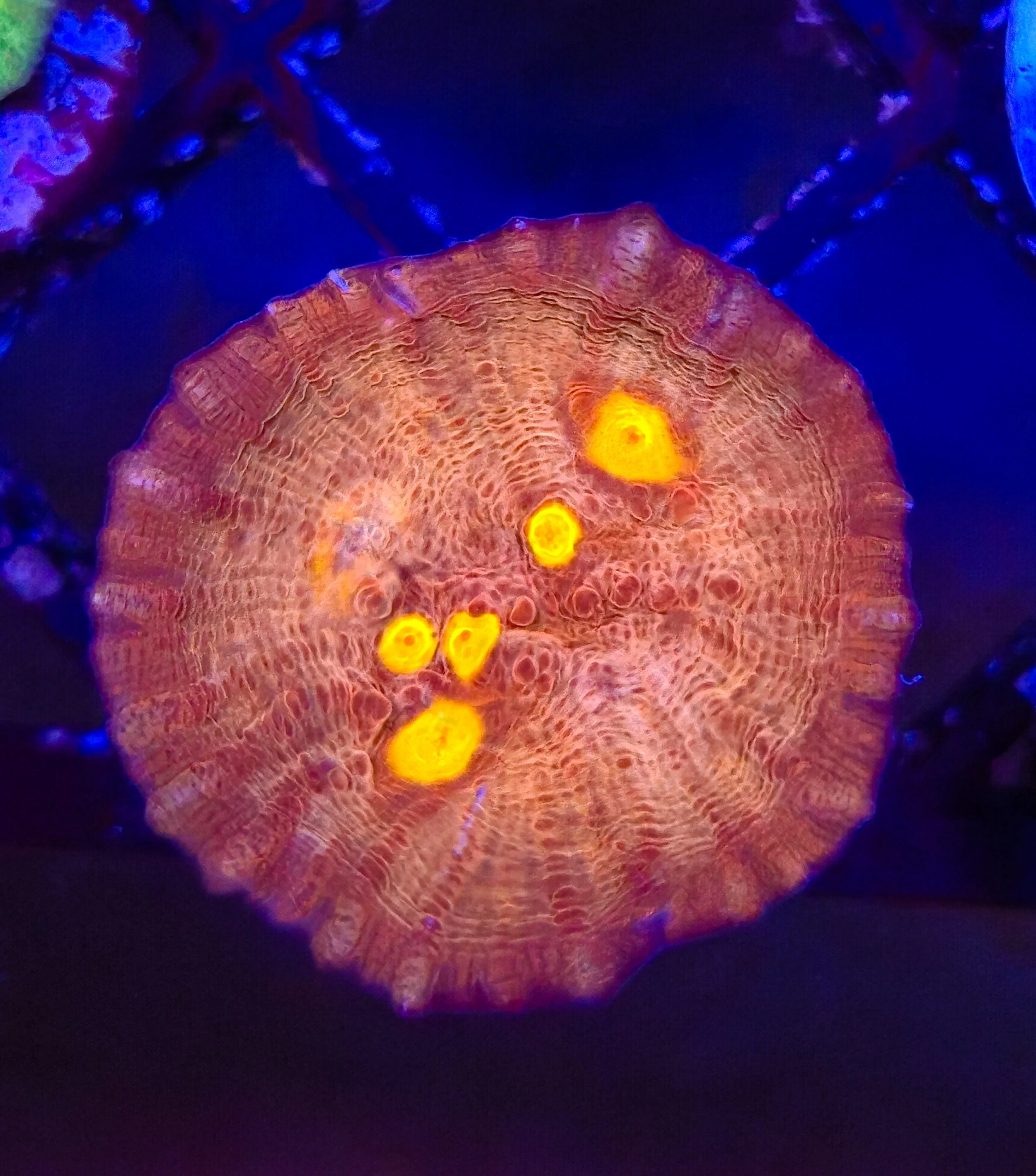 WYSIWYG Chalice frag
