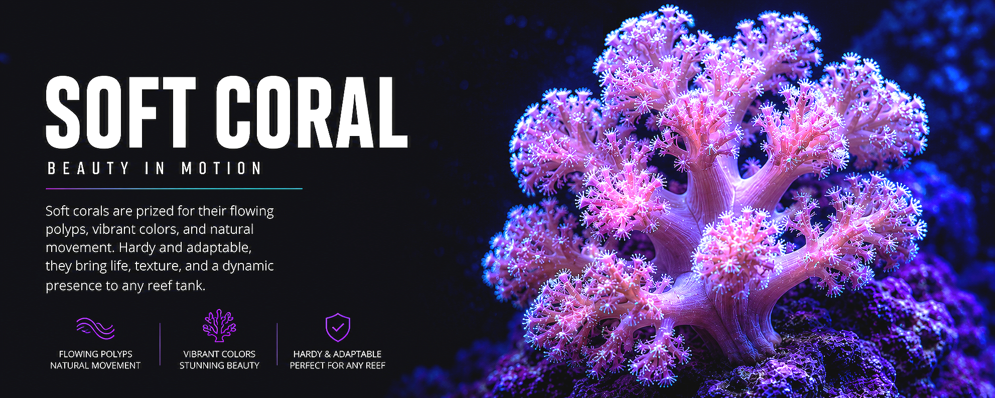 A vibrant pink and purple coral with glowing tips, glowing against a dark background, with text promoting soft coral for aquariums.