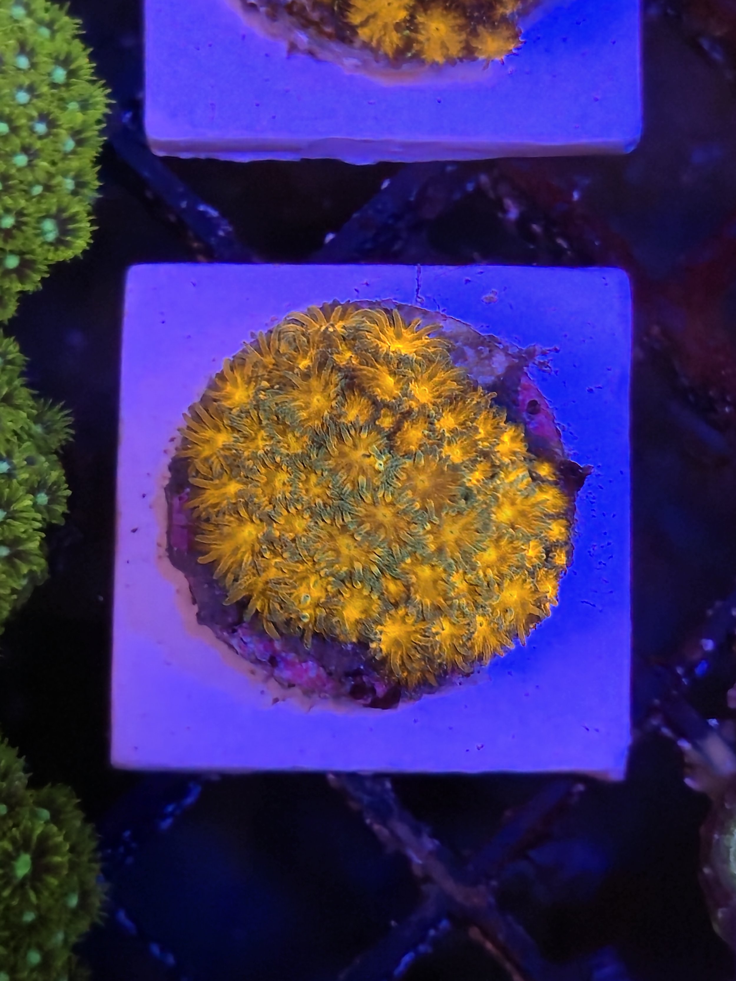 Orange Leptastrea #2