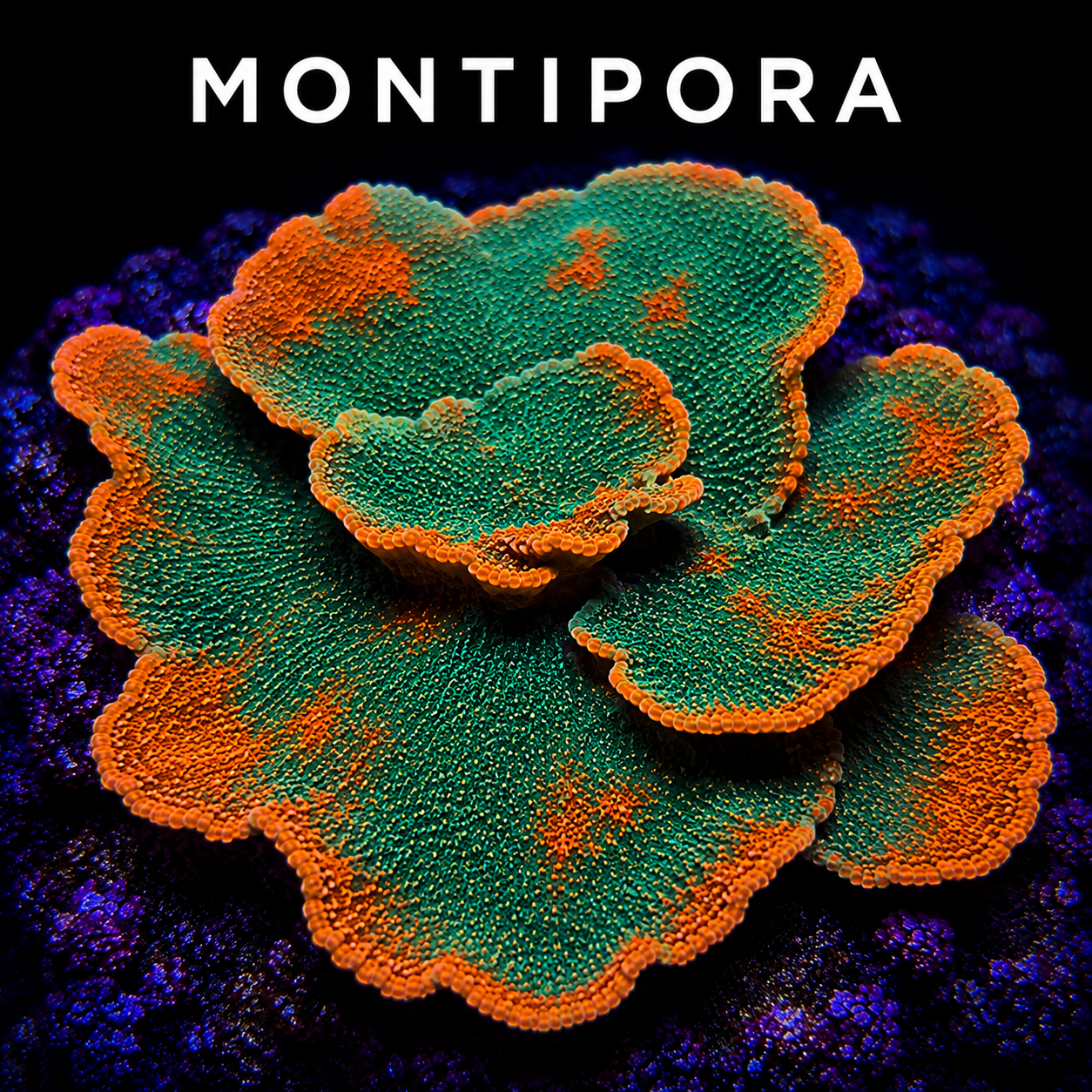 Bright orange and green coral with textured surface on a dark background.