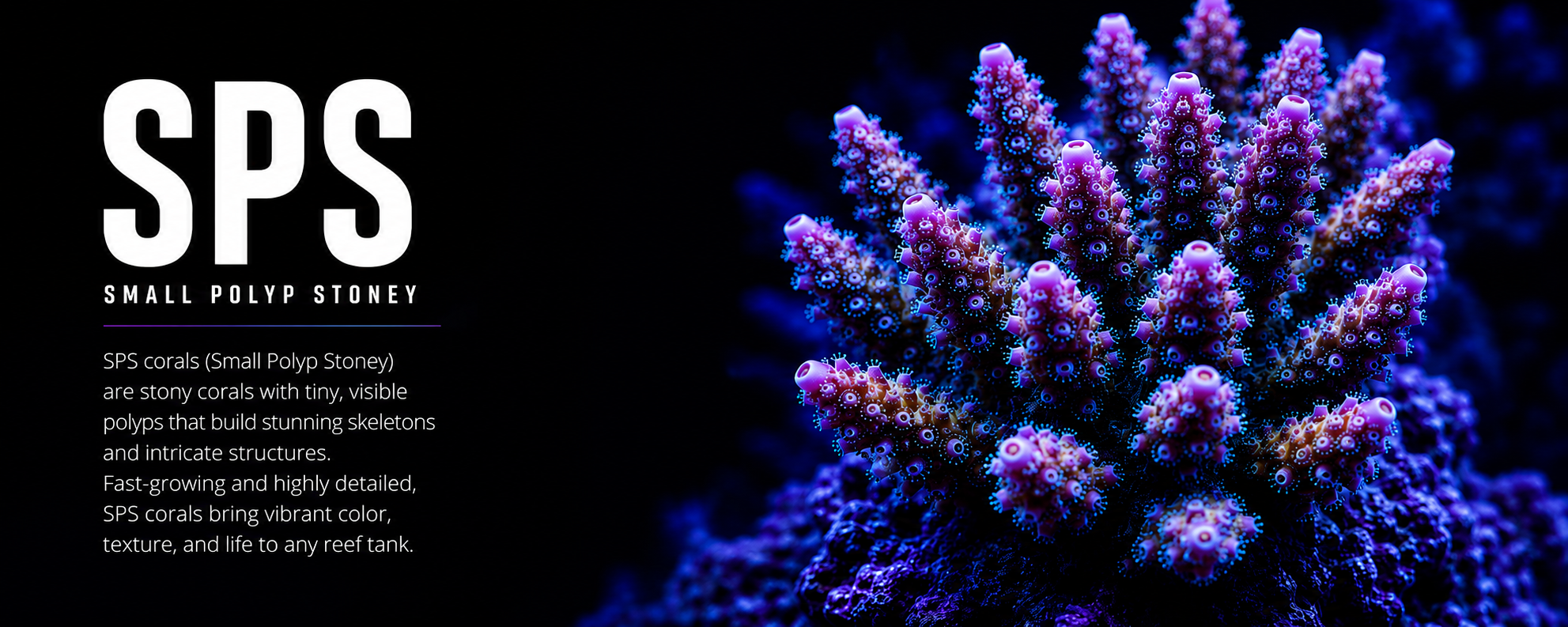 Close-up of vibrant purple and pink Small Polyp Stony coral against a dark background, showcasing intricate skeleton structures.
