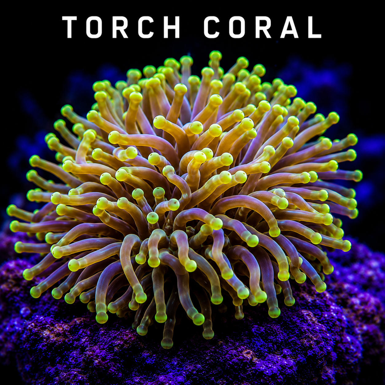 Close-up of a fluorescent torch coral with yellow-green tentacles under black background.
