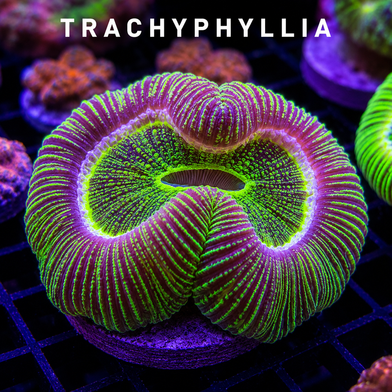 Close-up of a fluorescent green and purple coral called Trachyphyllia, glowing under blue light, placed on a black grid surface.