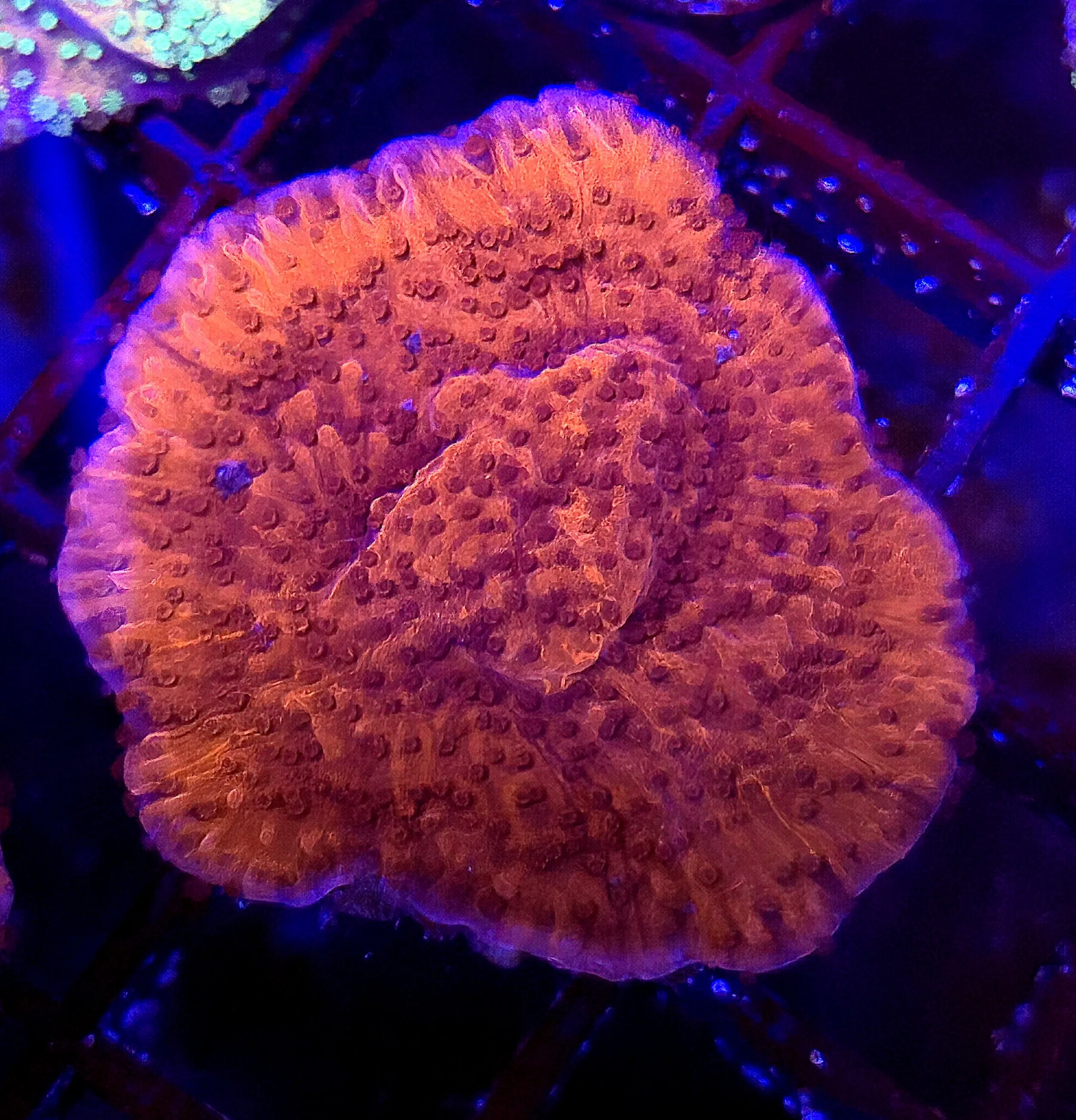 Red montipora capricornis