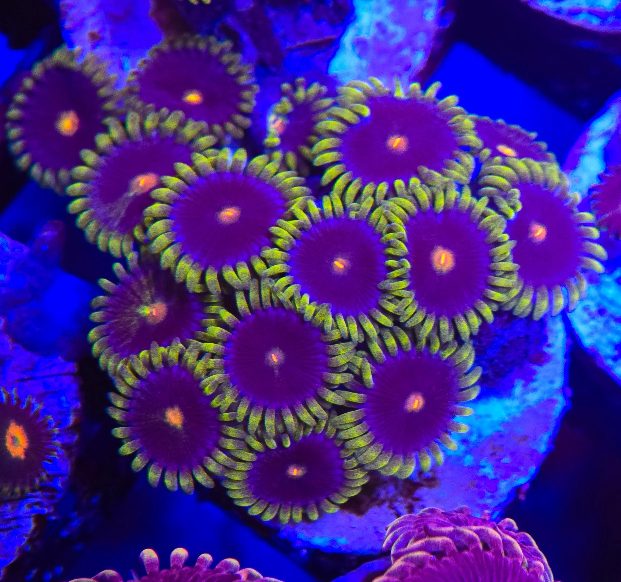 Joker zoa frag