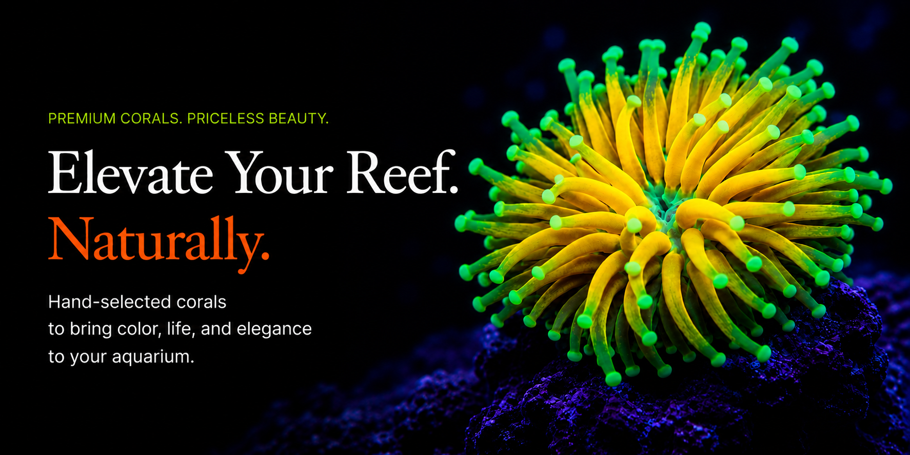 Brightly colored coral on a dark background with text promoting premium corals for aquariums, highlighting natural color and elegance.