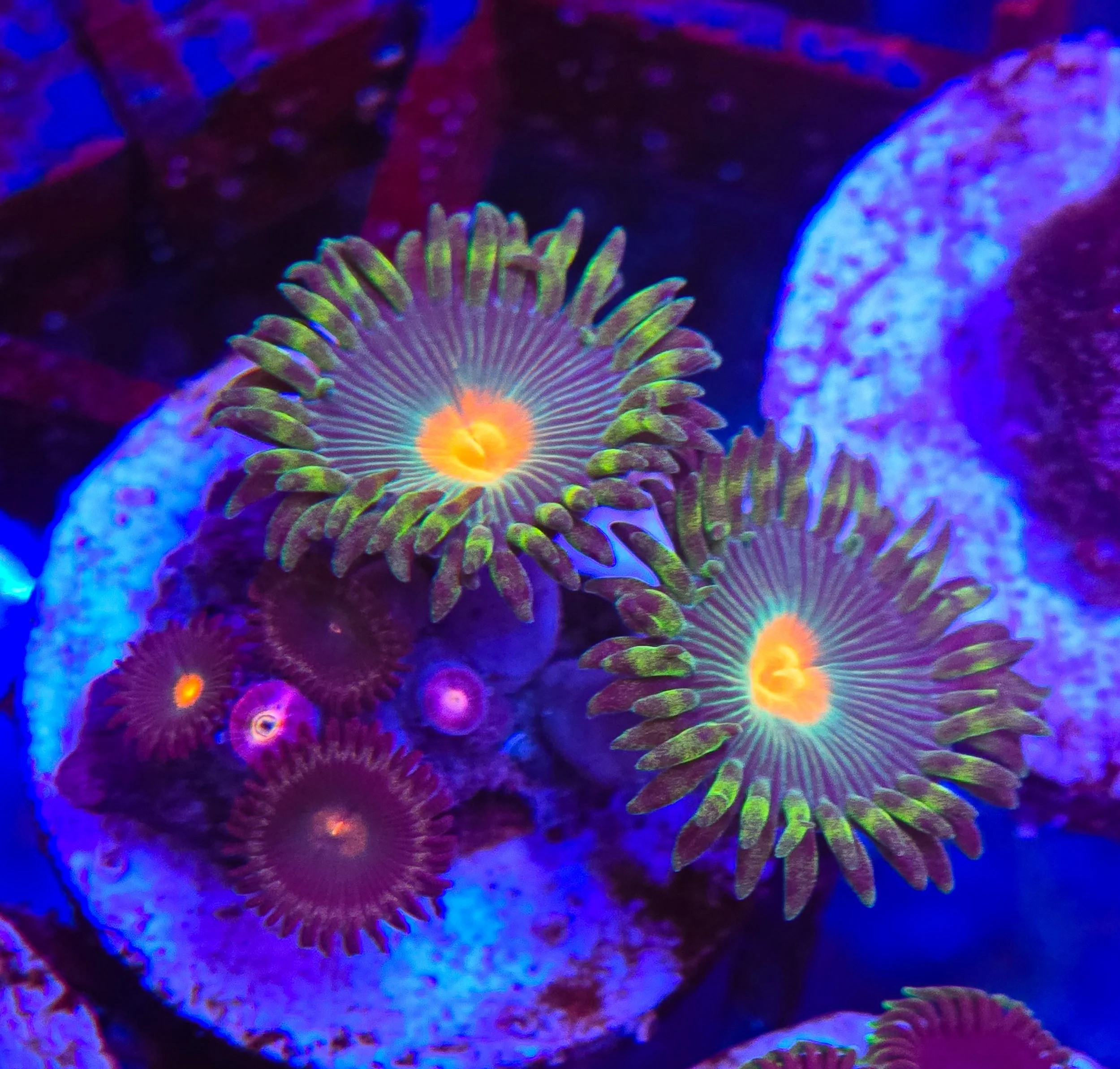 WYSIWYG Zoa frag
