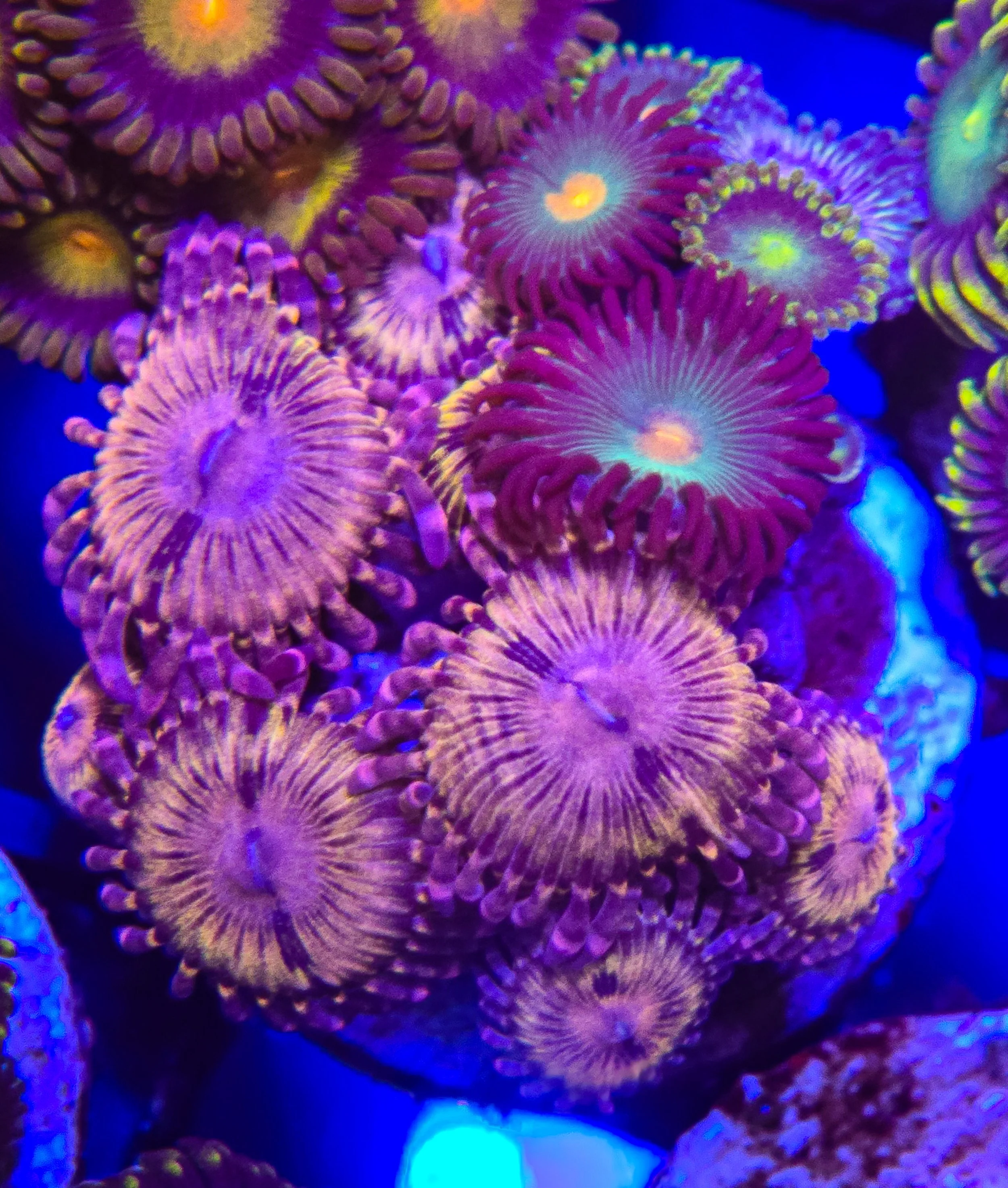 Pandora zoanthid