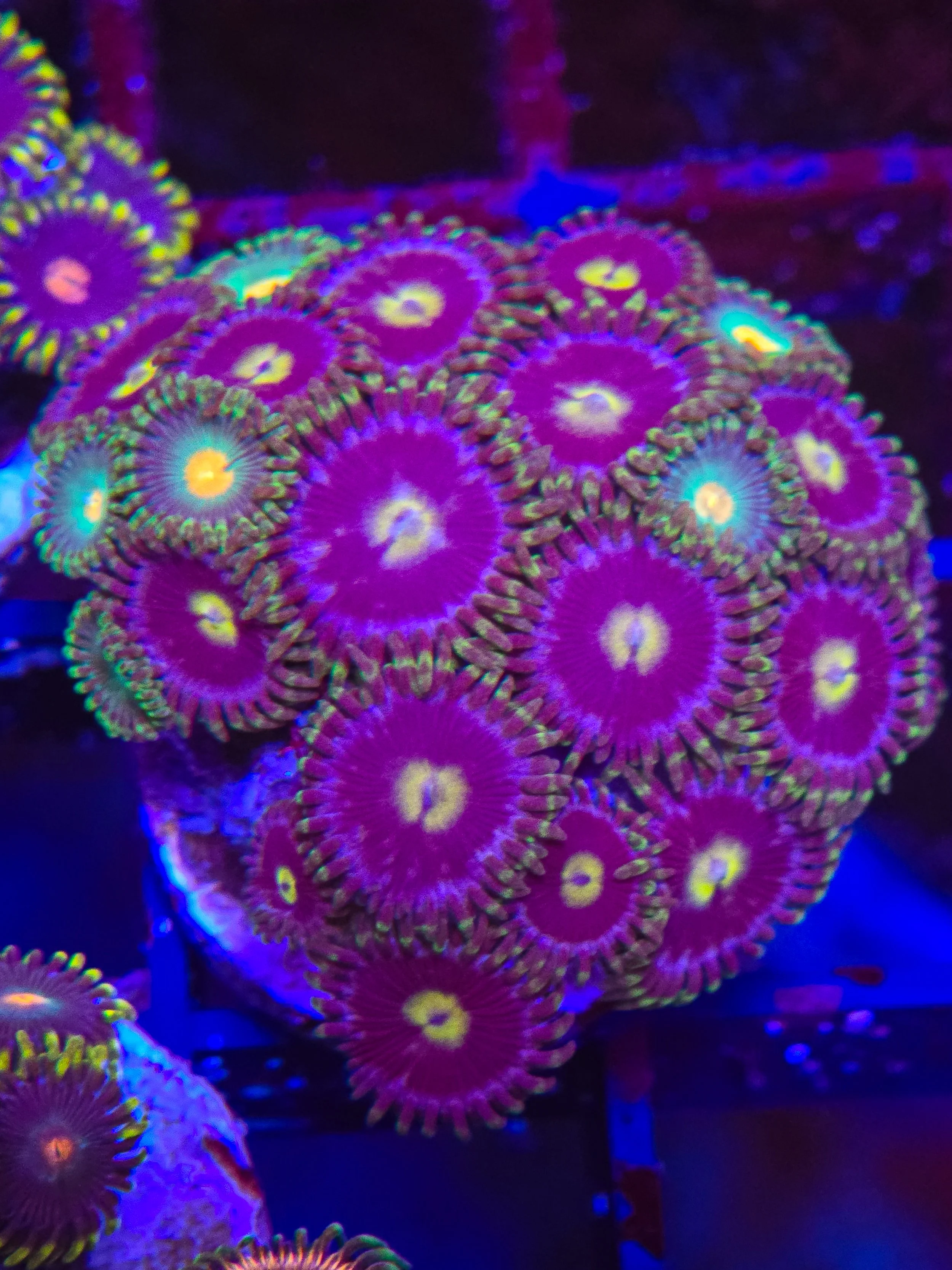 WYSIWYG zoa frag