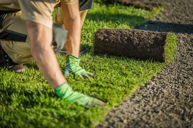Turf laying - Sold per sqm