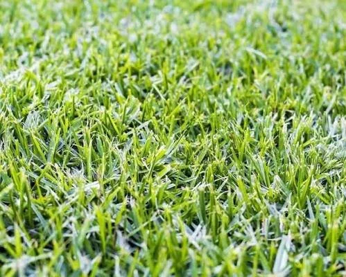Kikuyu - Minimum 30 sqm