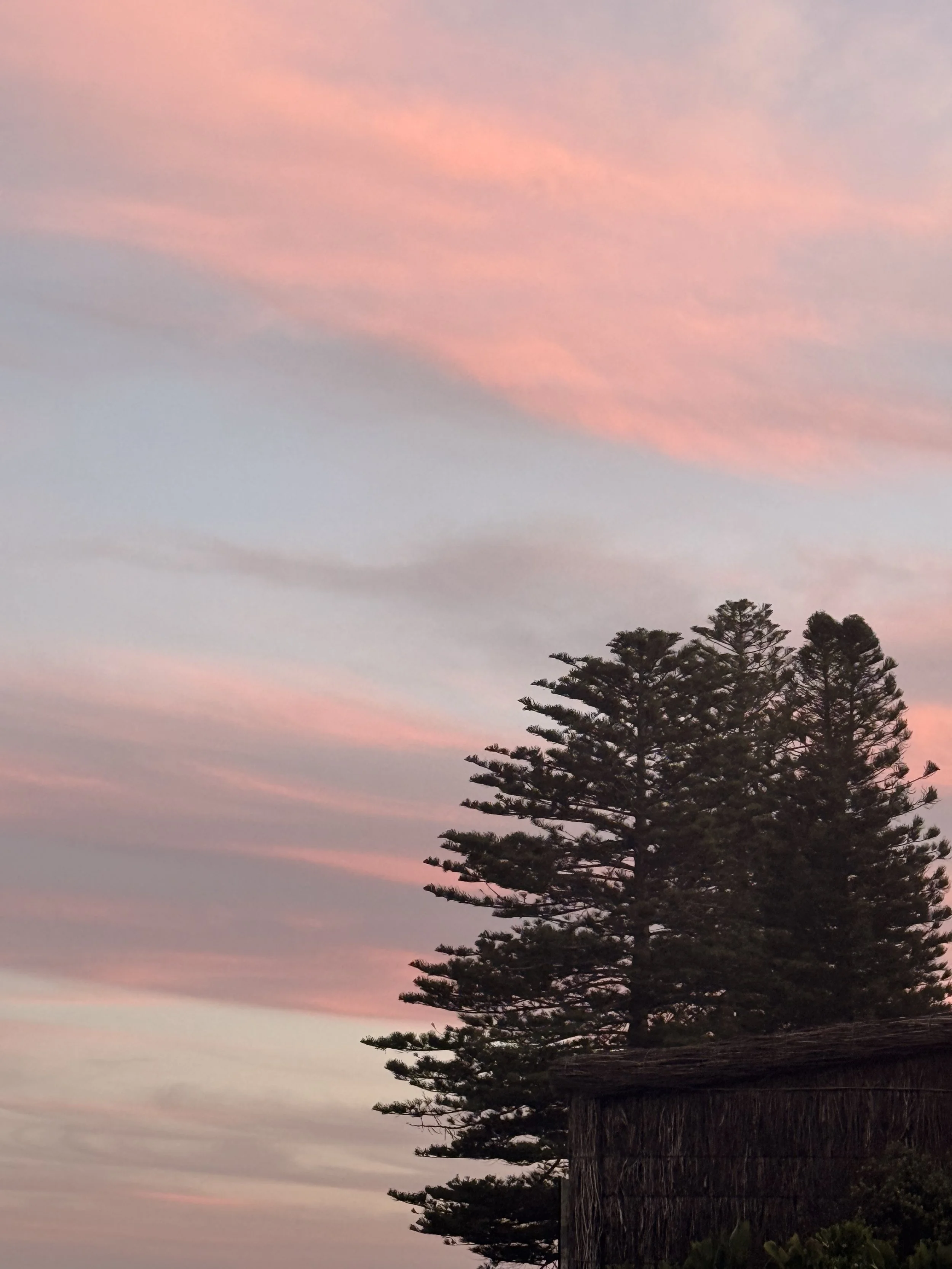 Pink sunset over the Norfolk pines at Mona Vale Beach.