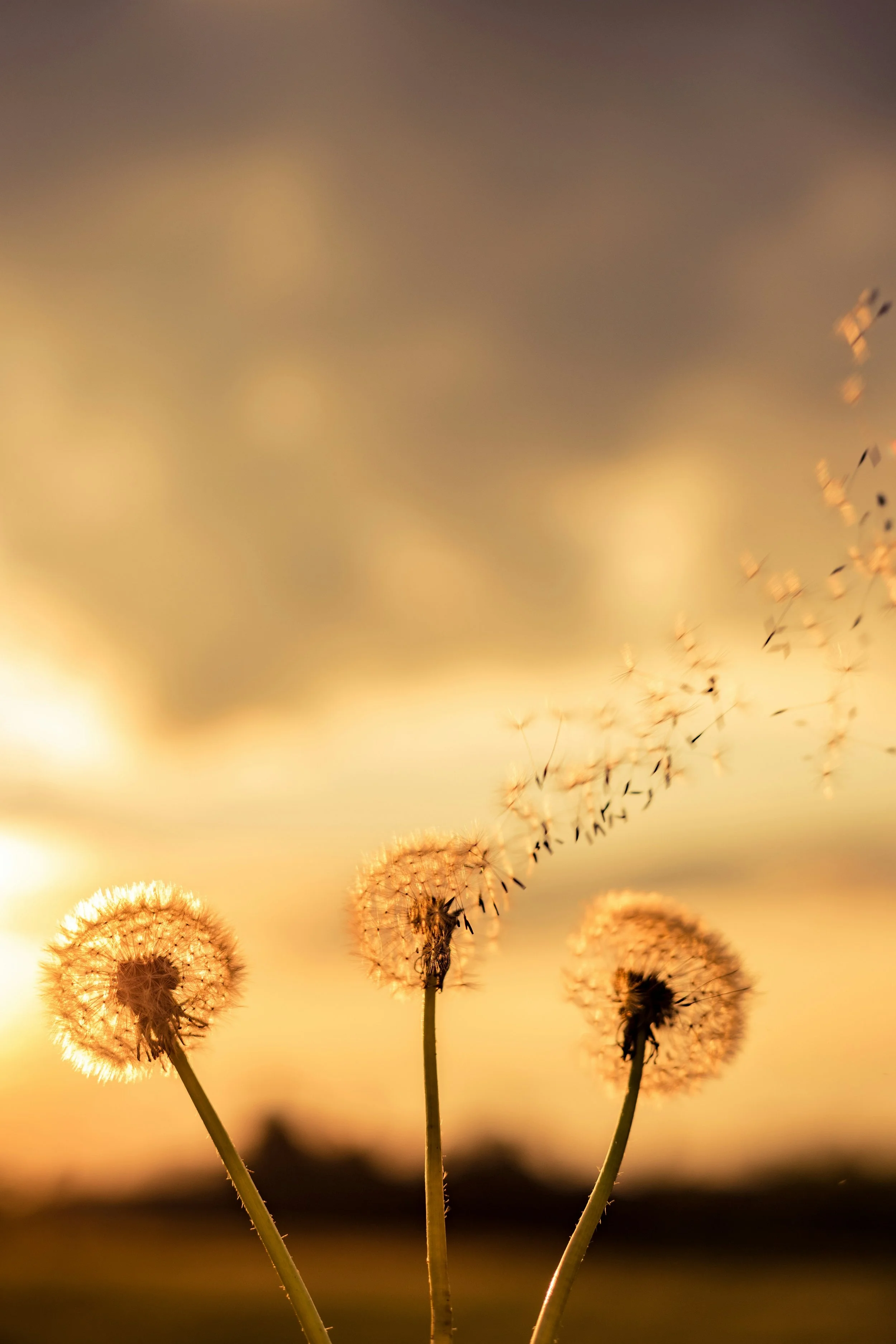 a zoomed in photo of three dandelions in front of a yellow sunset background and the seeds of one dandelion floating away in the air