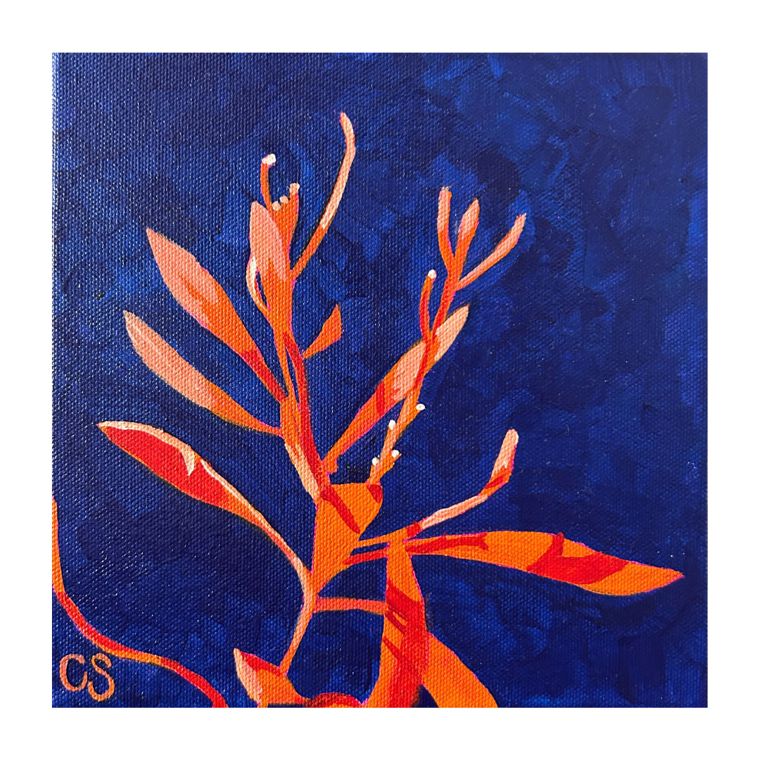 CSArt-Tangerine&Navy-Hakea-PopBotanical.png