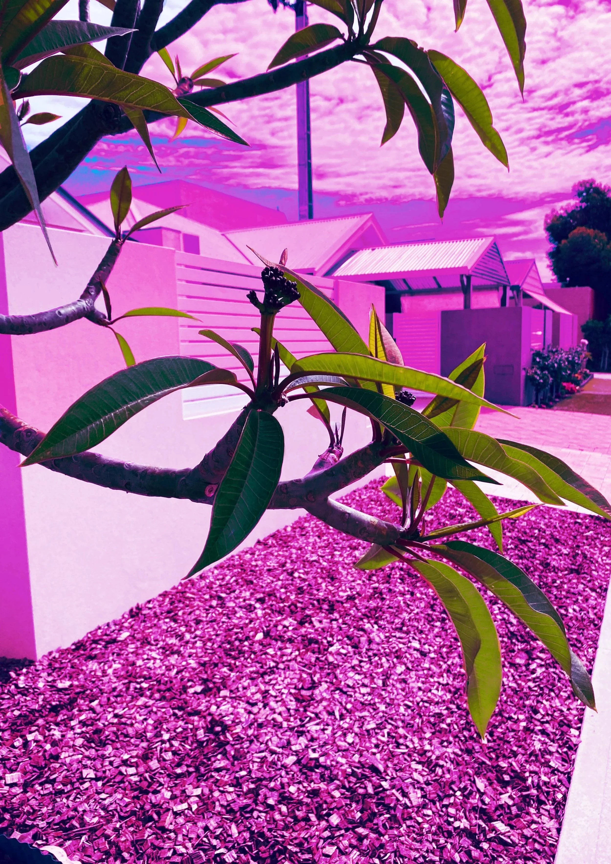 My photograph with pink & blue filters. Artist: Cathy Schultz