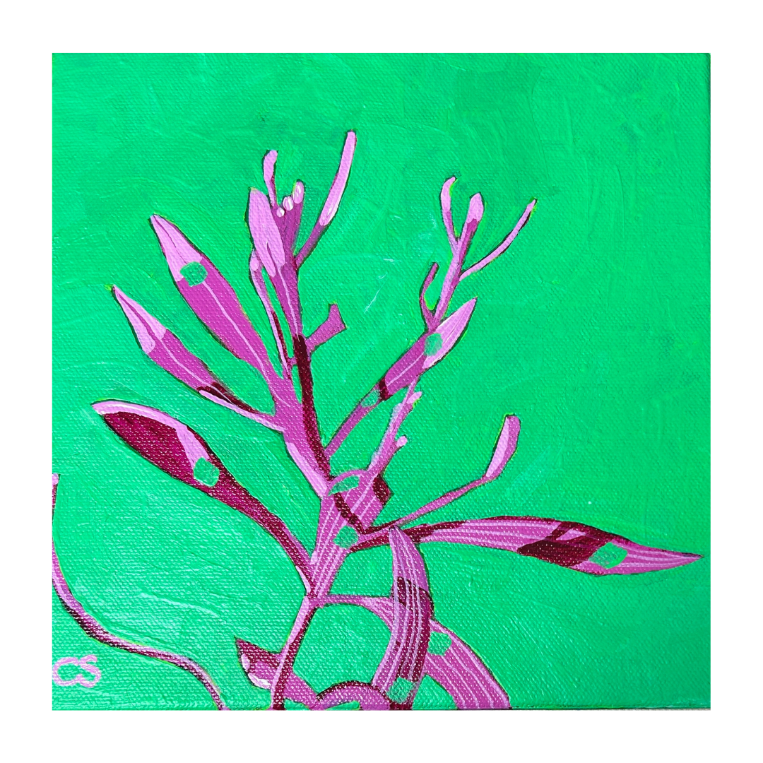 CSArt-PInk&Spearmint-Hakea-PopBotanical.png