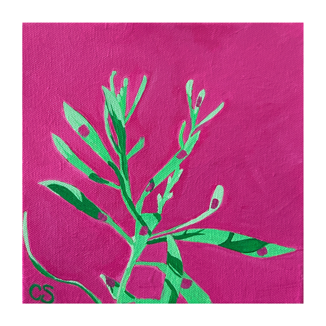 CSArt-Mint&Pink-Hakea-PopBotanical.png