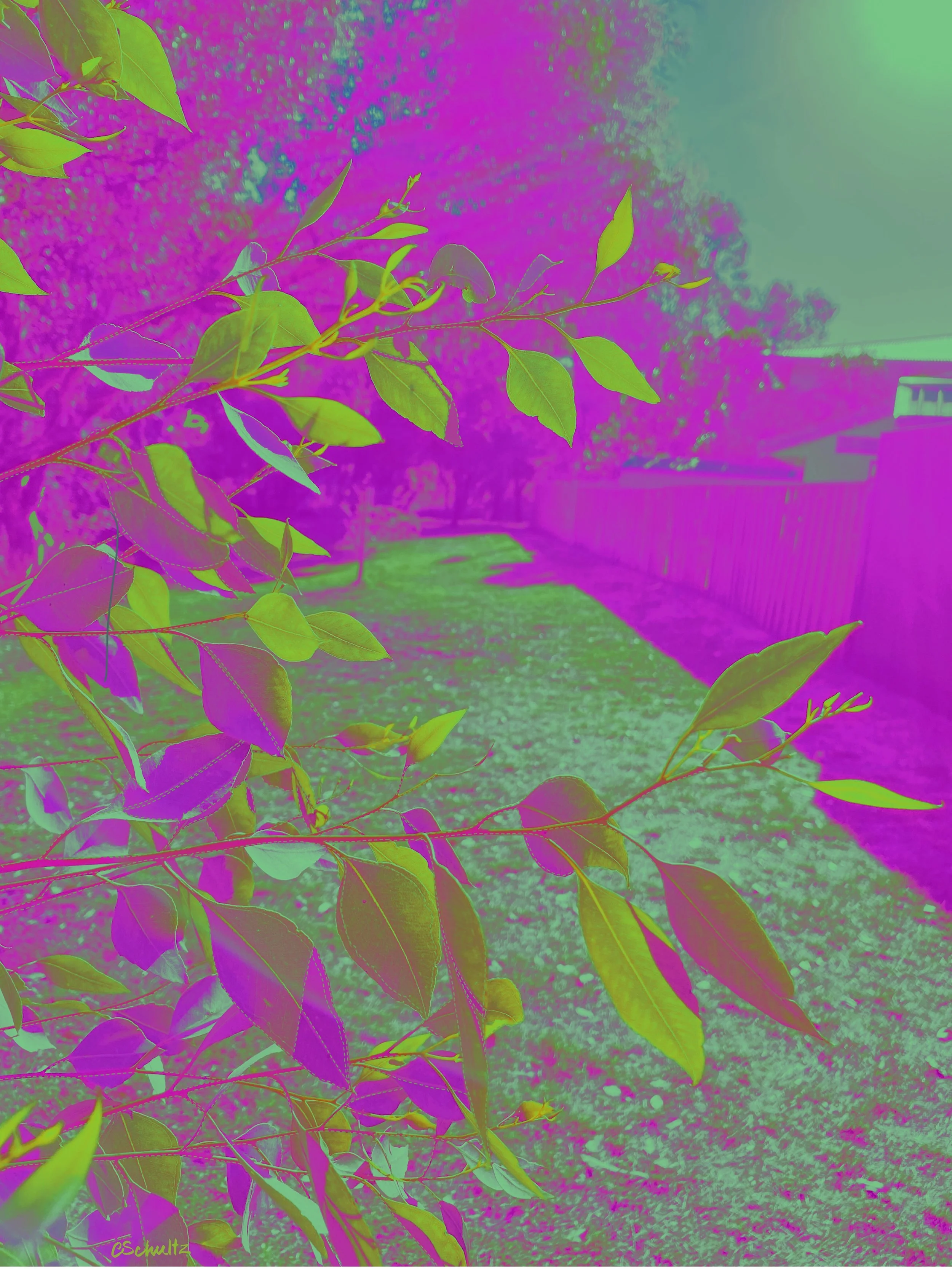 Pop Botanical with stitched leaves surrounded by neon magenta and lime green hues.  Digitally manipulated by Cathy Schultz