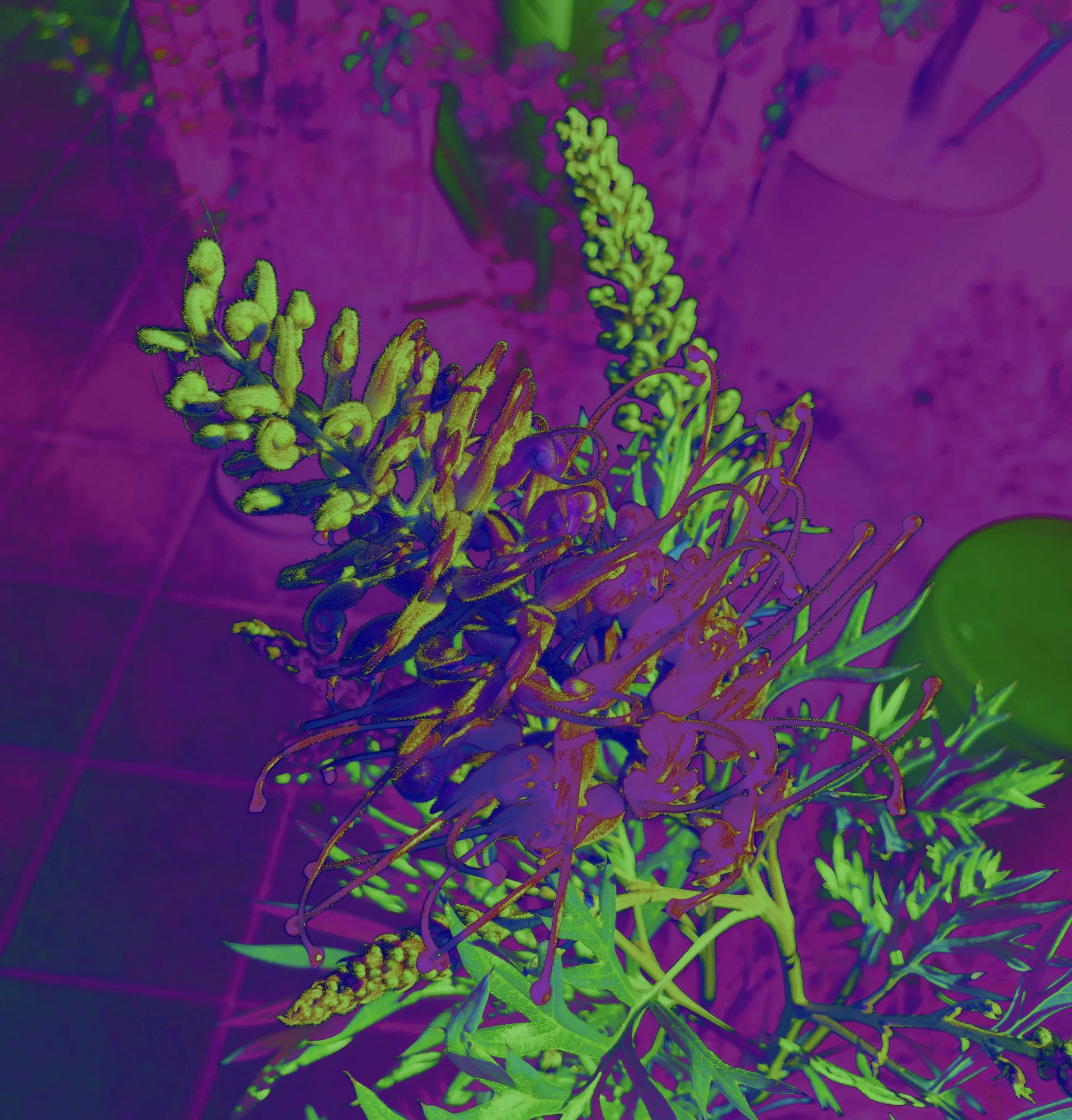 My photograph with purple and green filters — Artist: Cathy Schultz