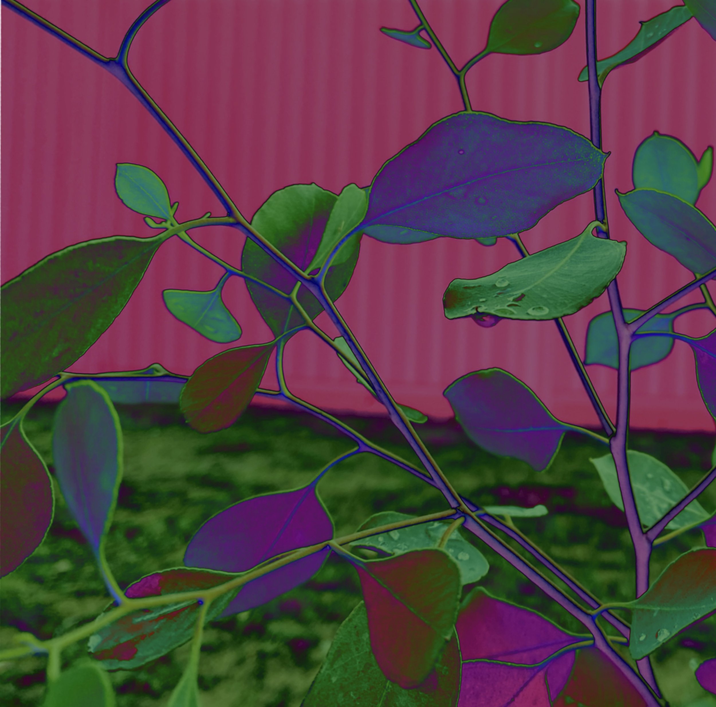 My photograph with green, pink & purple filters.  Artist: Cathy Schultz