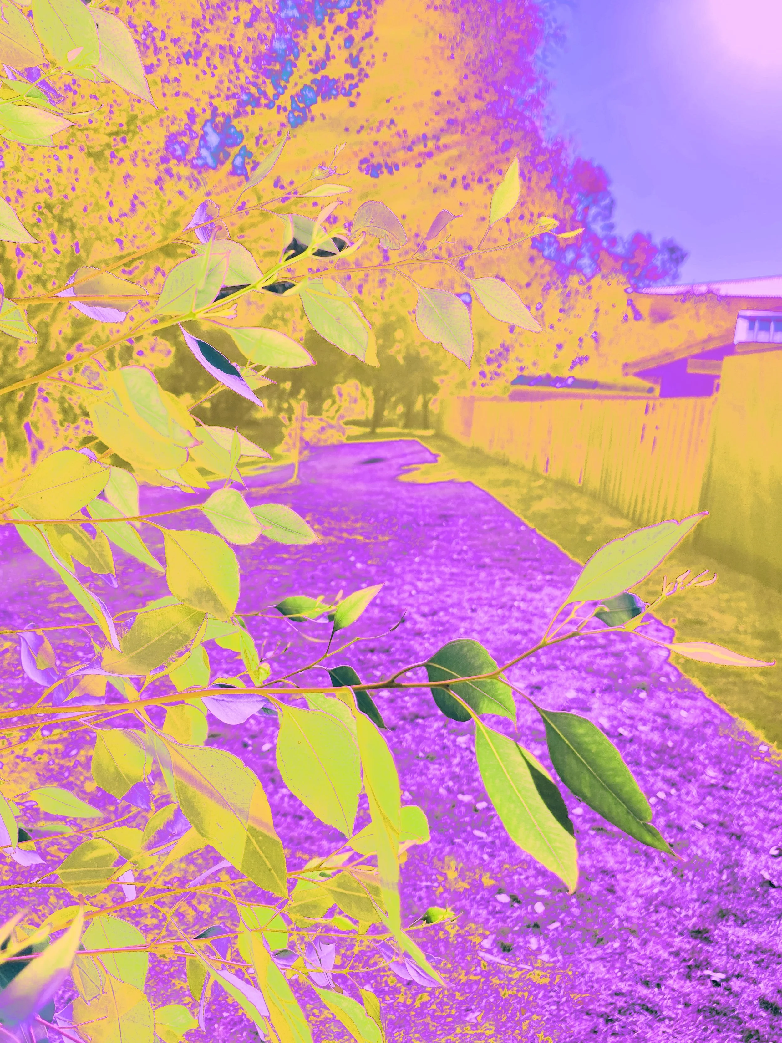 IMG_5403.jpeg