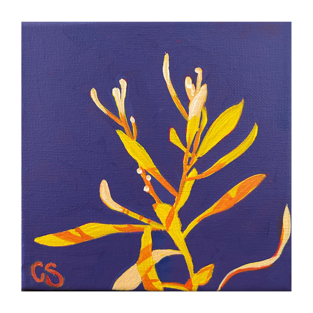 CSArt-Sunshine&Purple-Hakea-PopBotanical.png