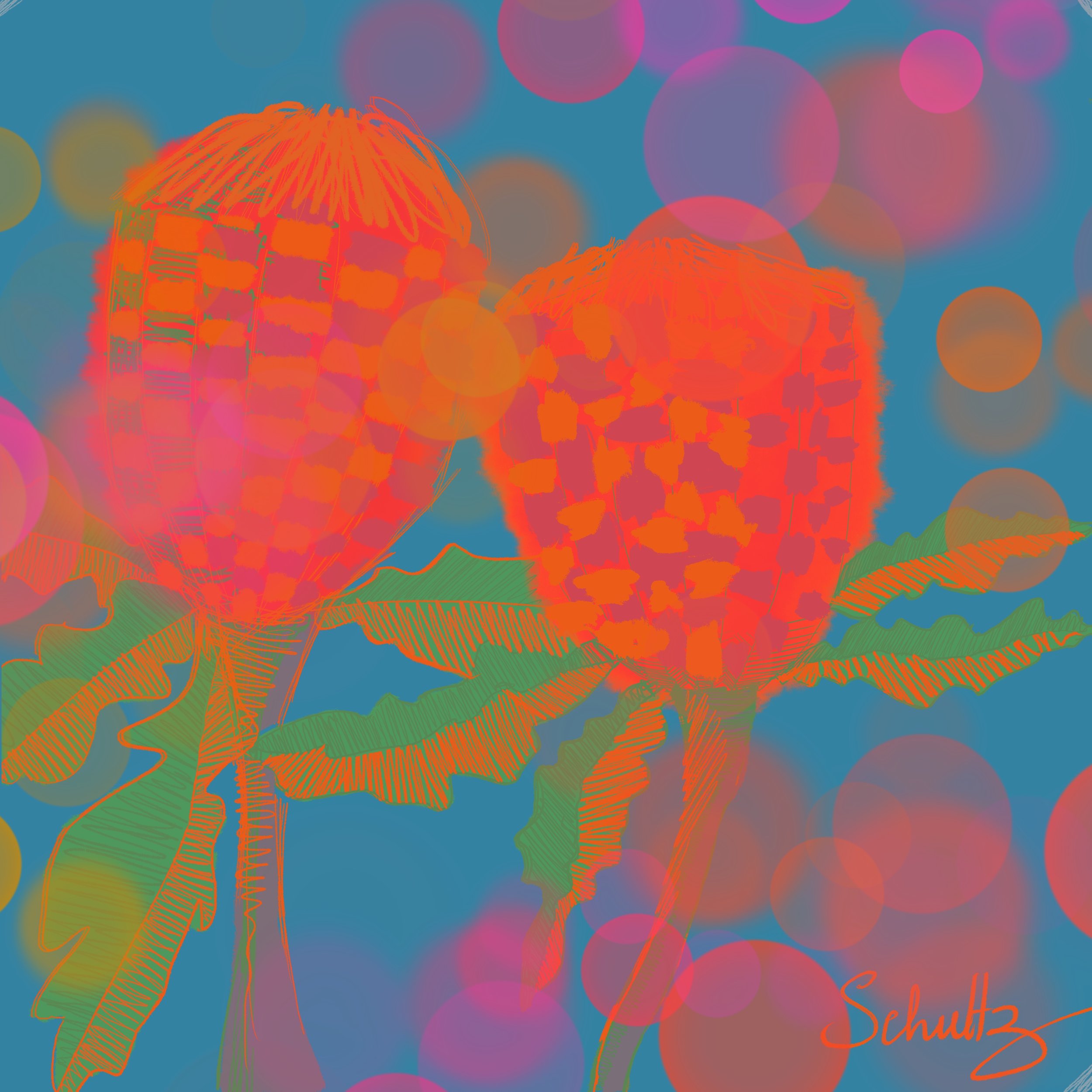 Pop Botanical — two banksia flowers rendered in bold illustrated line, set against a haze of colour and light. Digital artwork by Cathy Schultz.