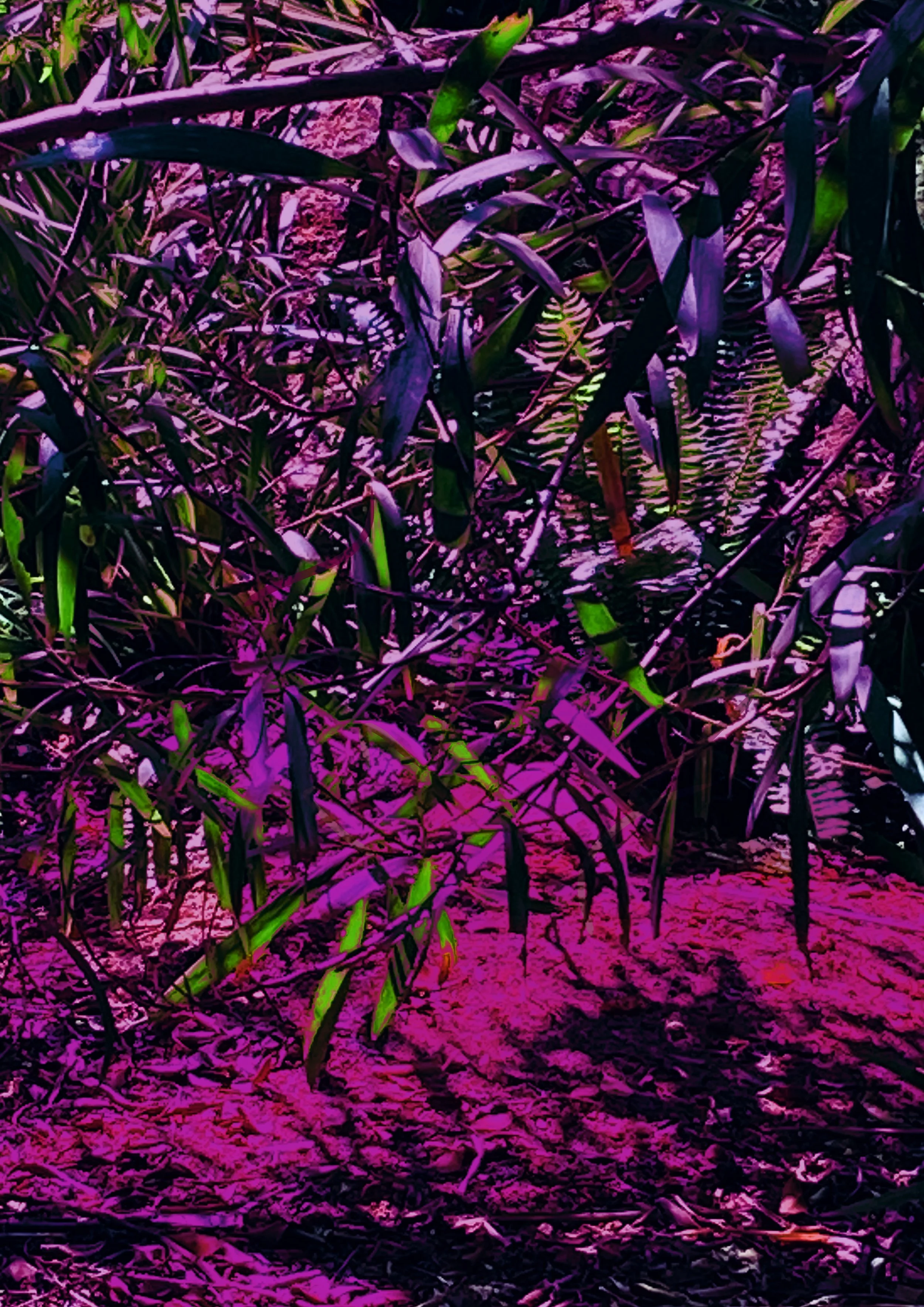 IMG_5399.jpeg