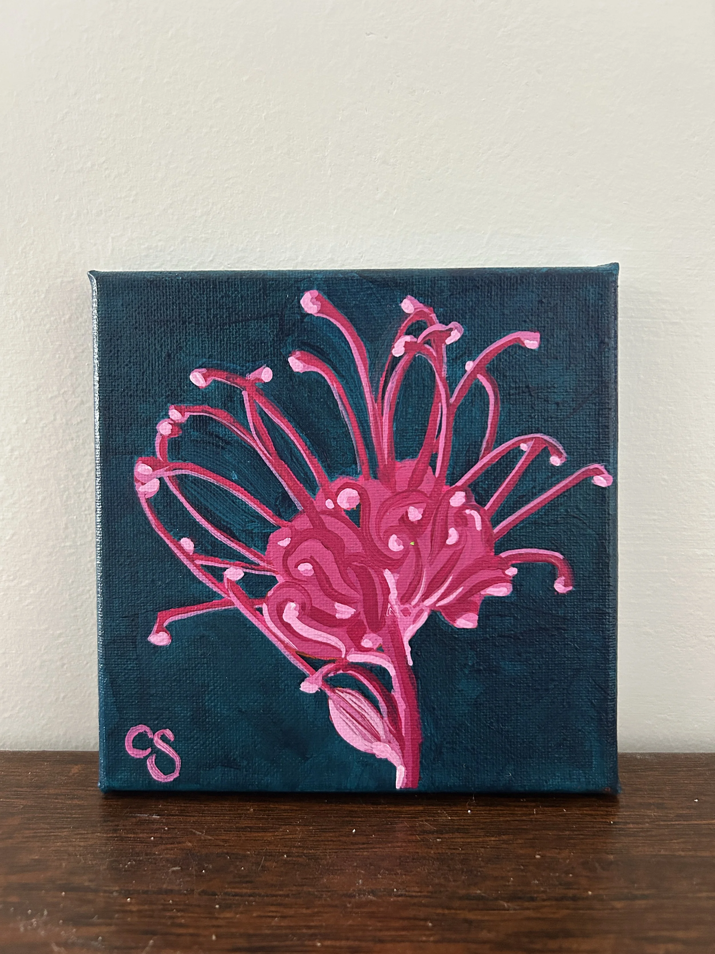 Grevillea  flower in Pinks & Night Sky – Painted to Order