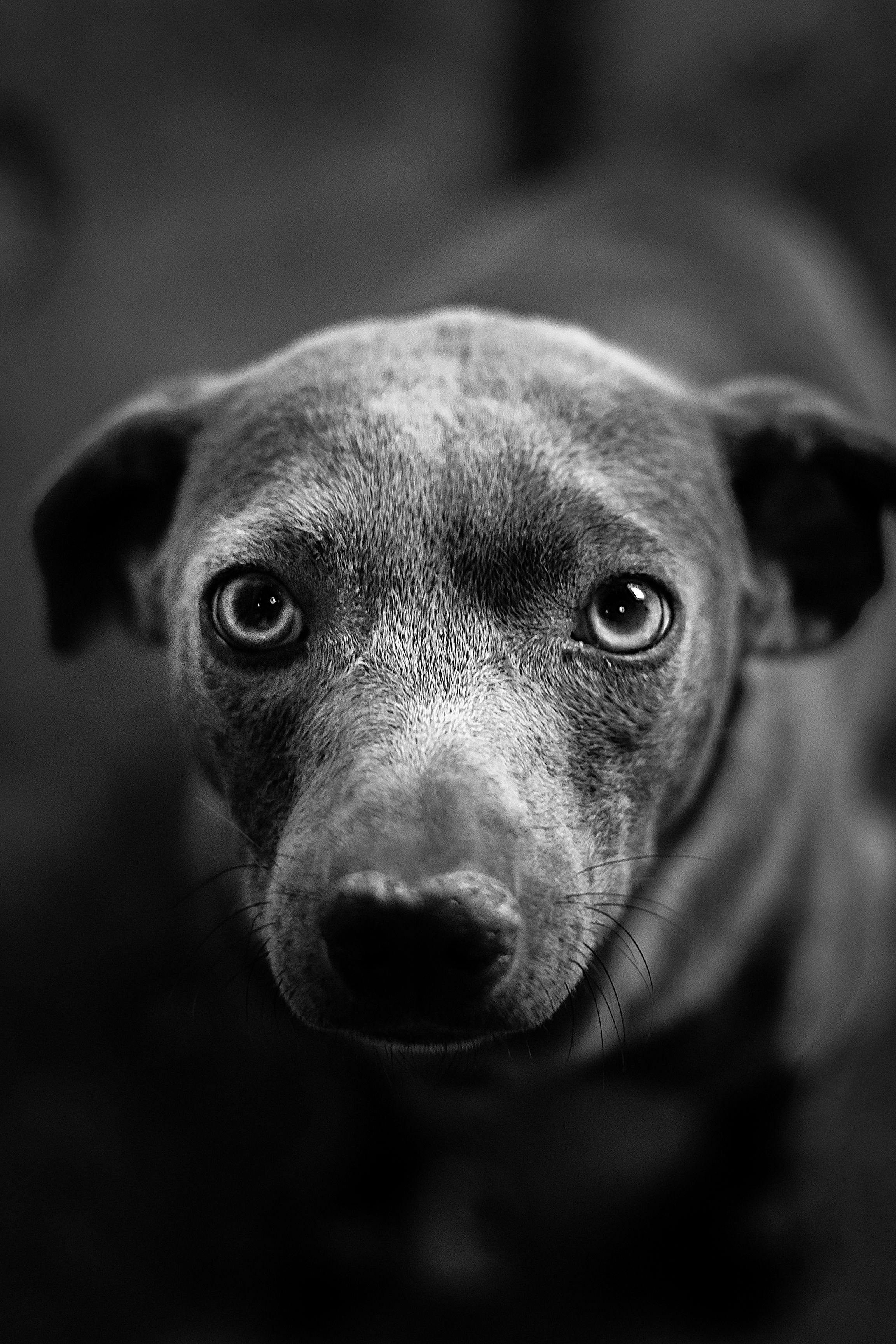 pexels-ricrodrigues-7182026.jpg