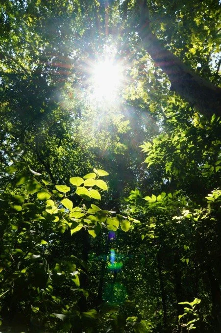 Sunlight coming through the leaves of a tree canopy