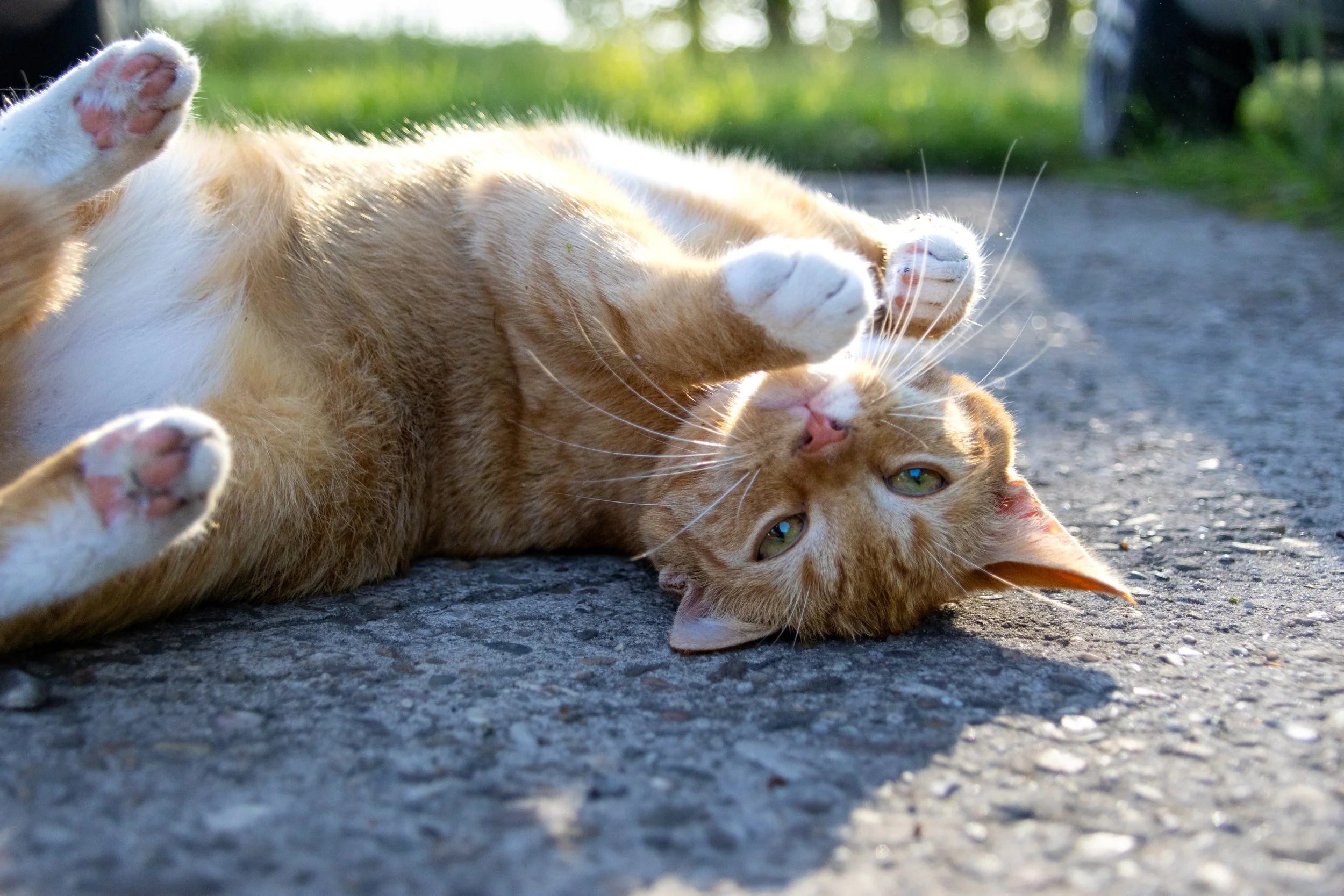 Pippi00250.jpg