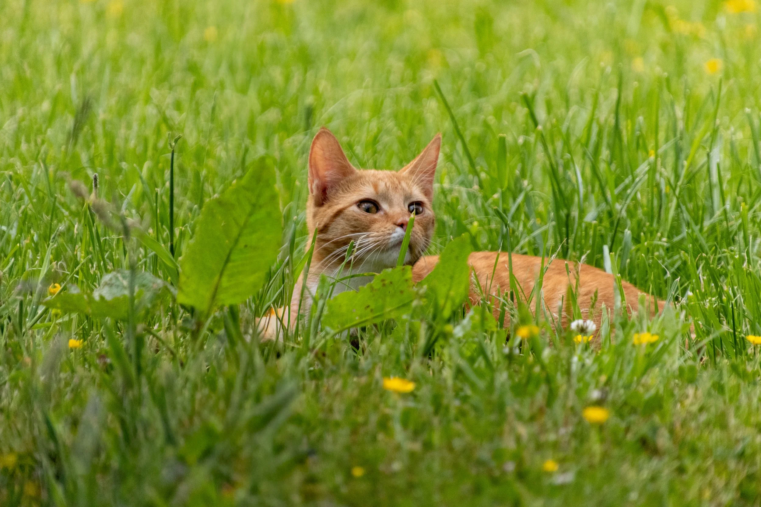 Pippi00222.jpg