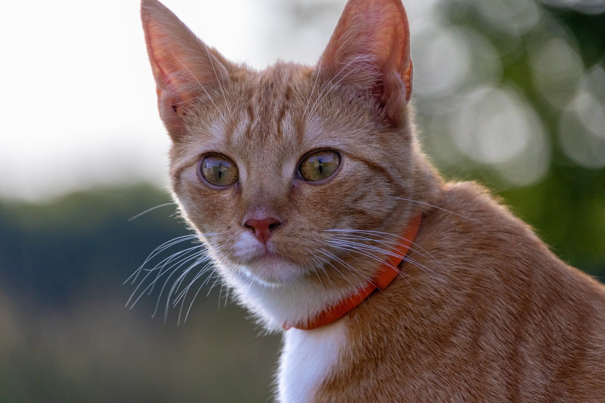 Pippi00516.jpg
