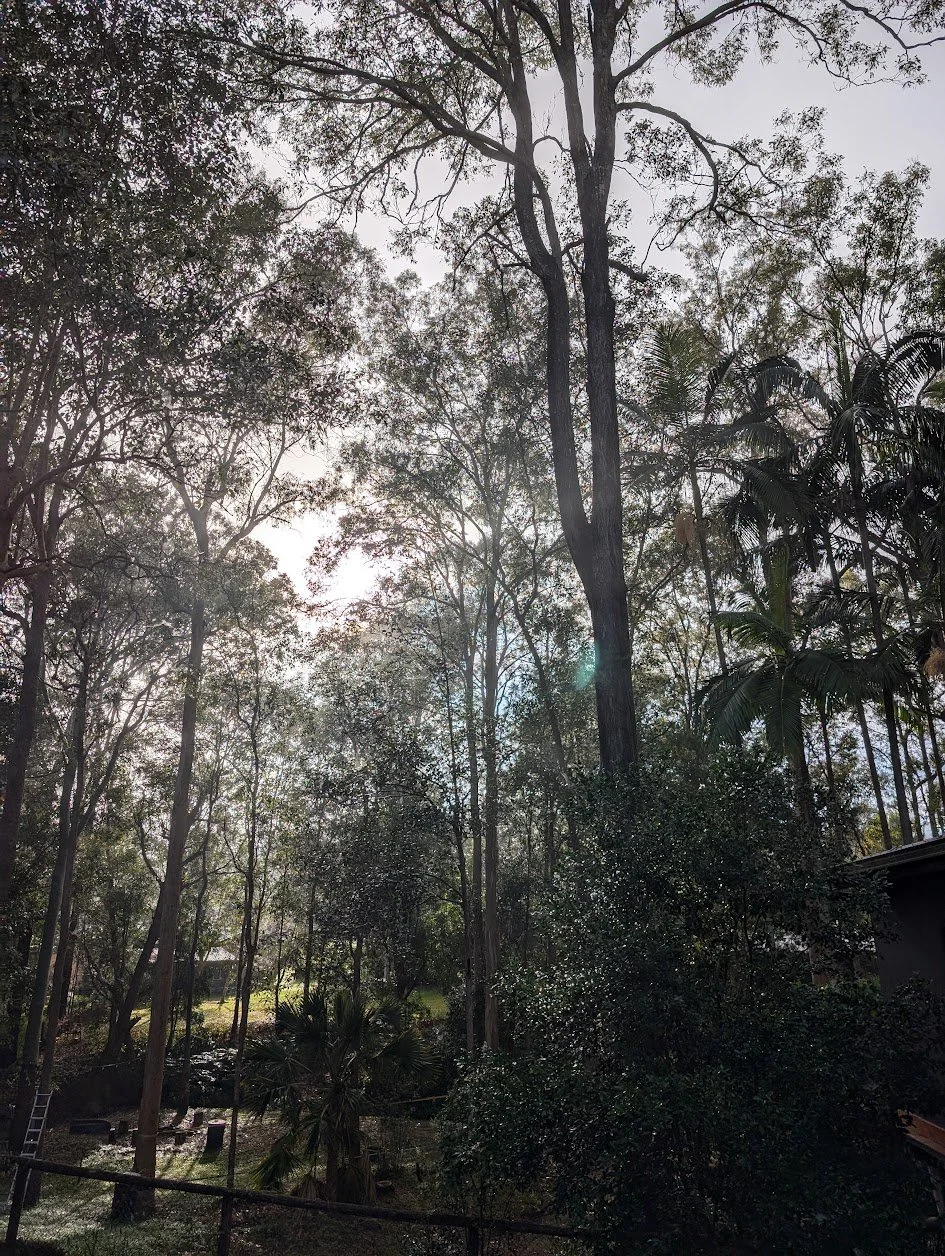 Tall trees in a lush forest with sunlight filtering through the branches.