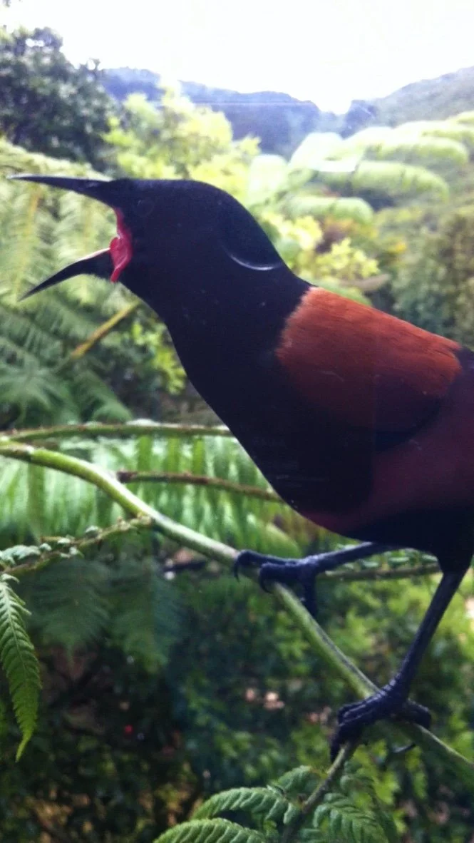 A colorful bird with a black head, red eye patch, and reddish-brown body perched on a green branch amid lush green foliage.