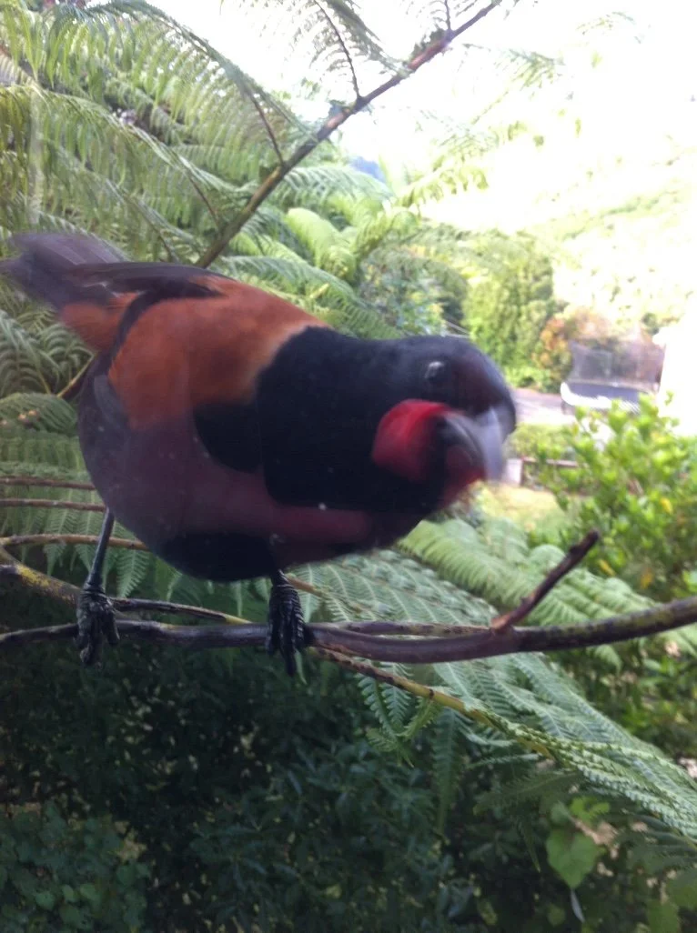 Saddleback bird, Saddie, representing the inspiration behind Te Tīeke