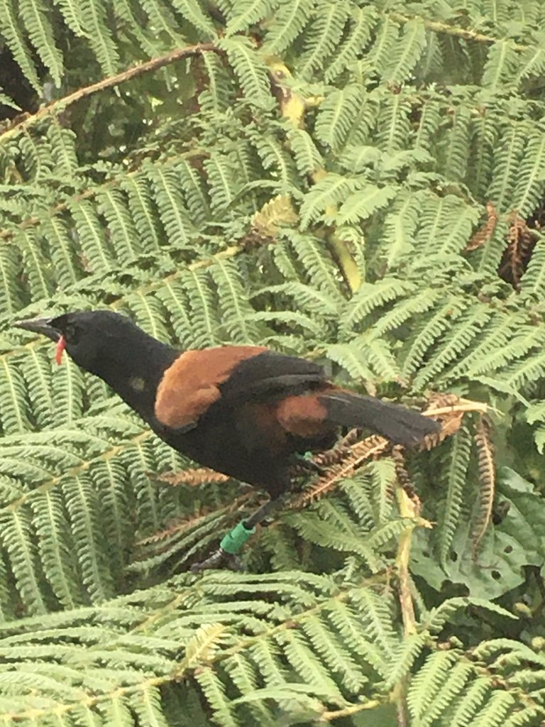 Saddleback bird, Saddie, representing the inspiration behind Te Tīeke