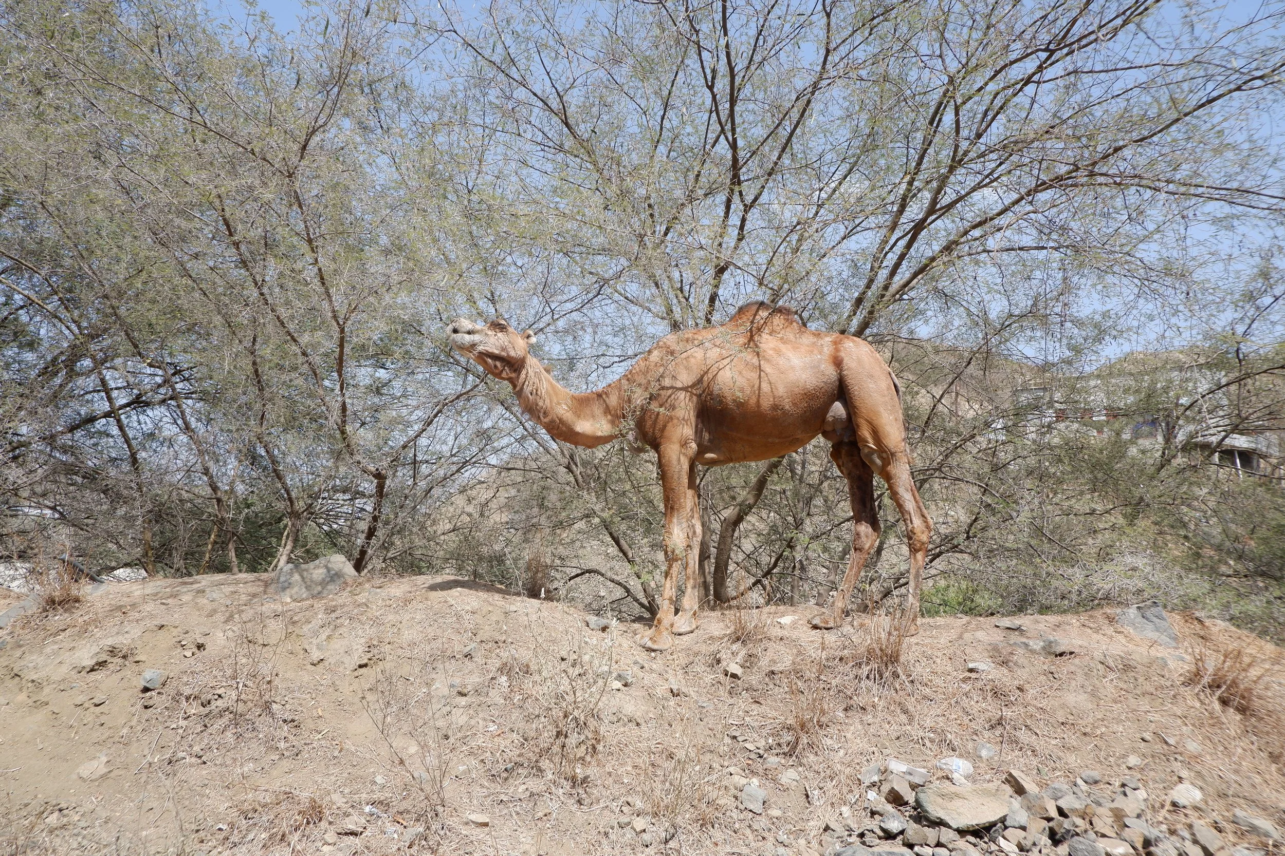 DSCF2752.JPG