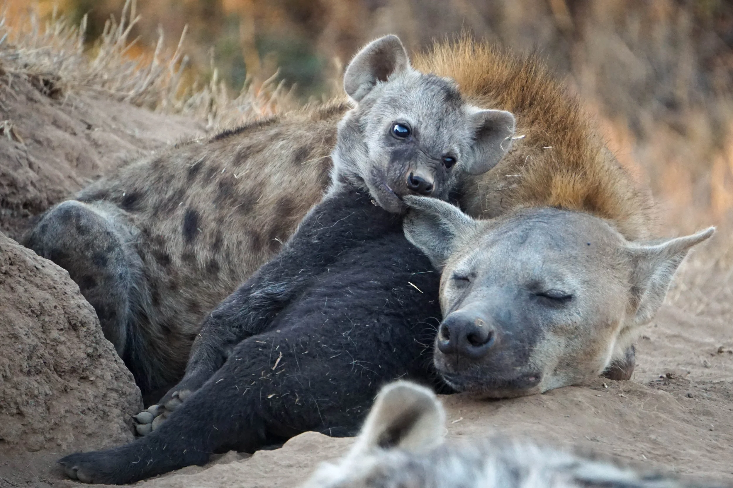 A young spotted hyena cub with light-colored fur and dark eyes resting on a black pig in a natural outdoor setting with dirt and grass nearby.