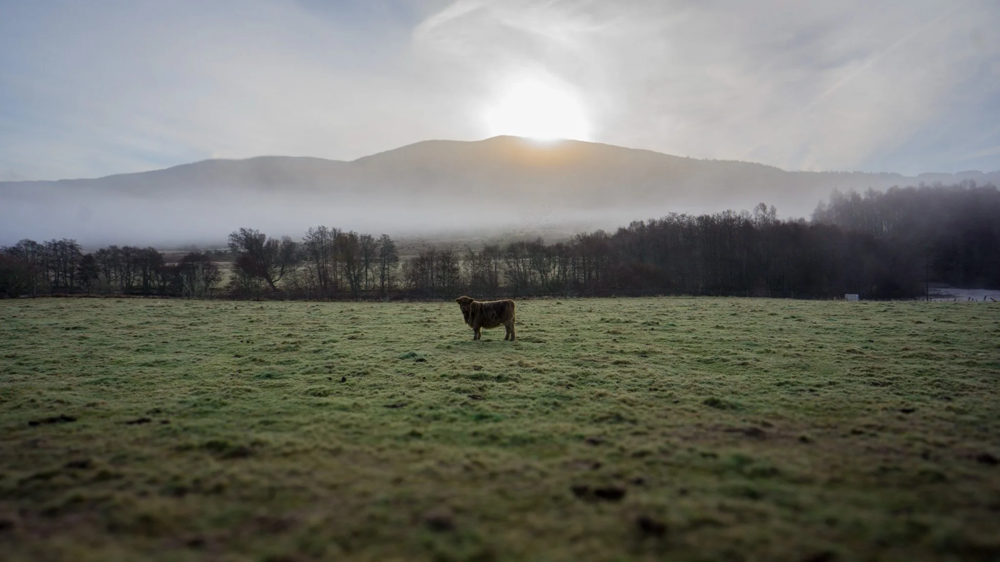 HighlandCow_landscape.jpg