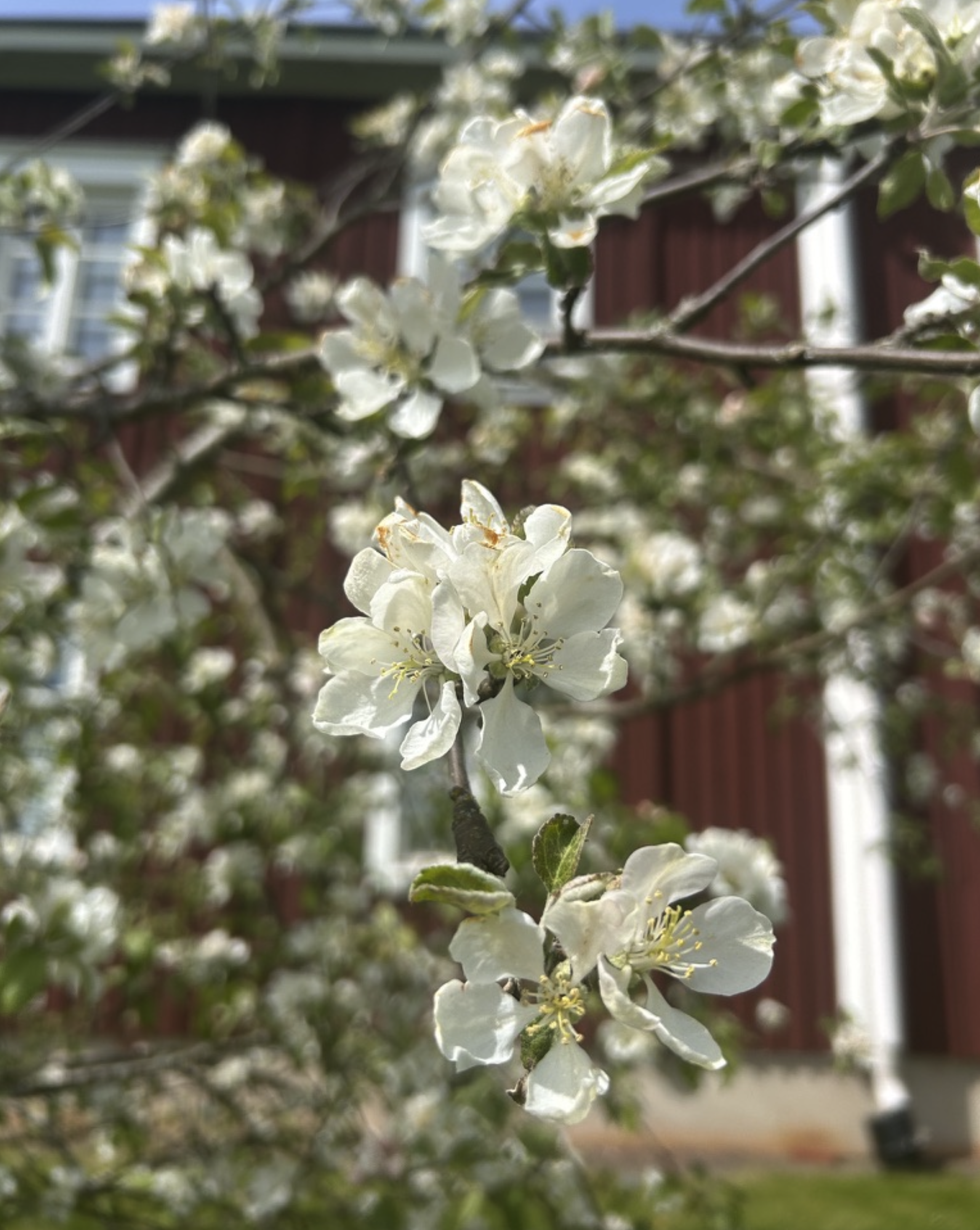 Kukkiva oksa omenapuussa keväällä. Taustalla näkyy piharakennus ja puutarha.