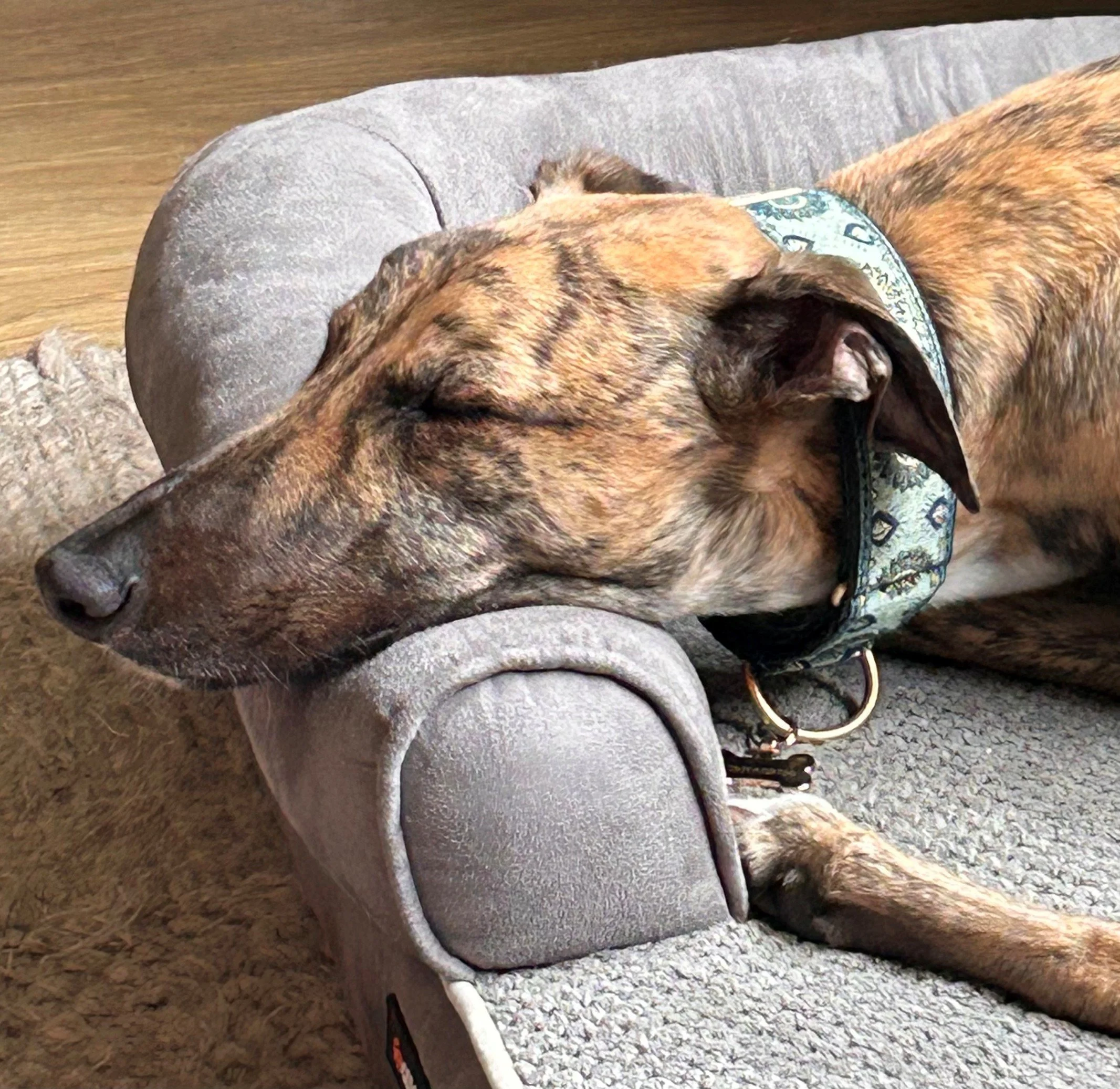 Brown dog sleeping on a gray pet bed with a patterned collar, on a hardwood floor.