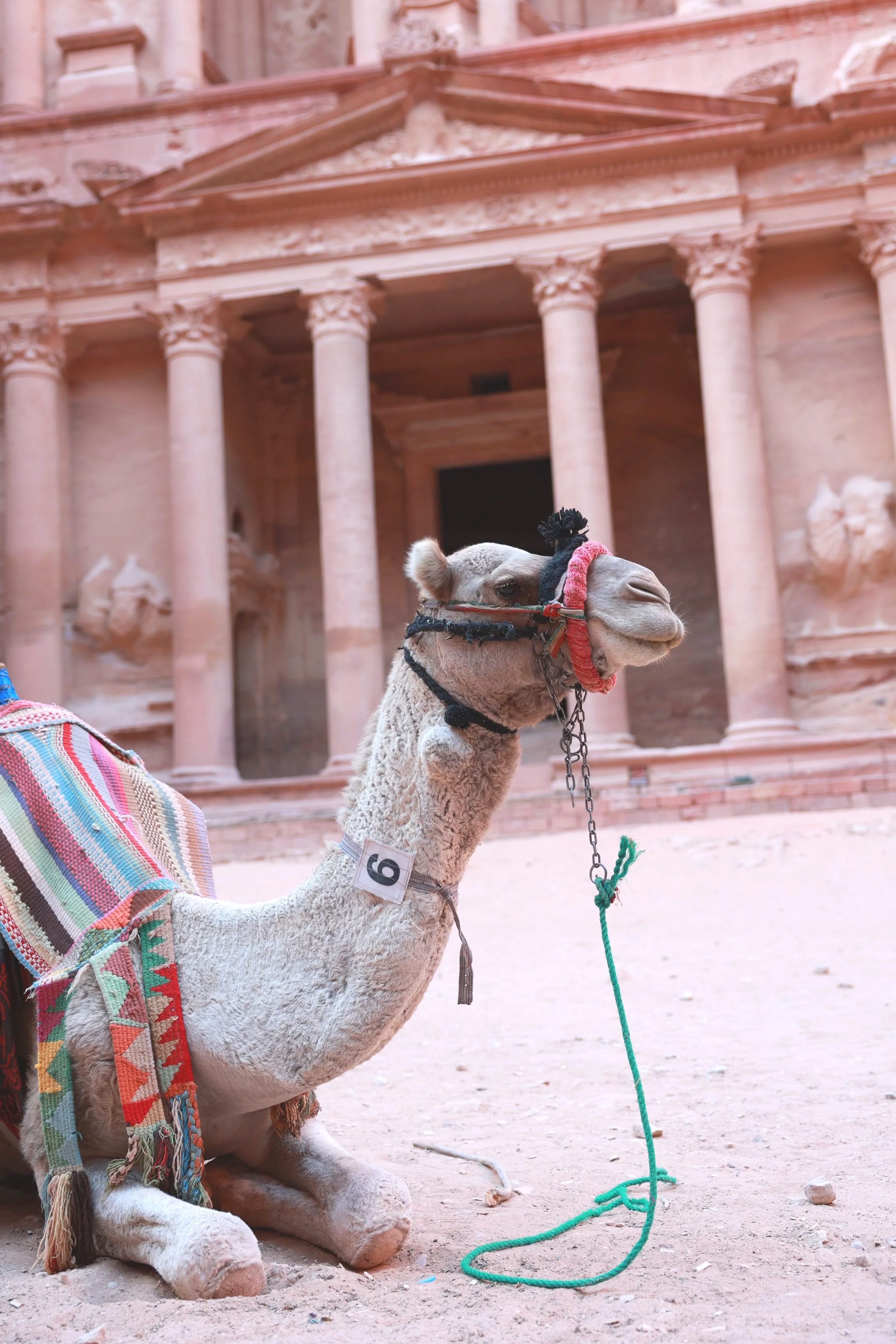 A camel sitting on sandy ground with a colorful woven blanket on its back, in front of ancient pink stone architecture with columns and intricate carvings.