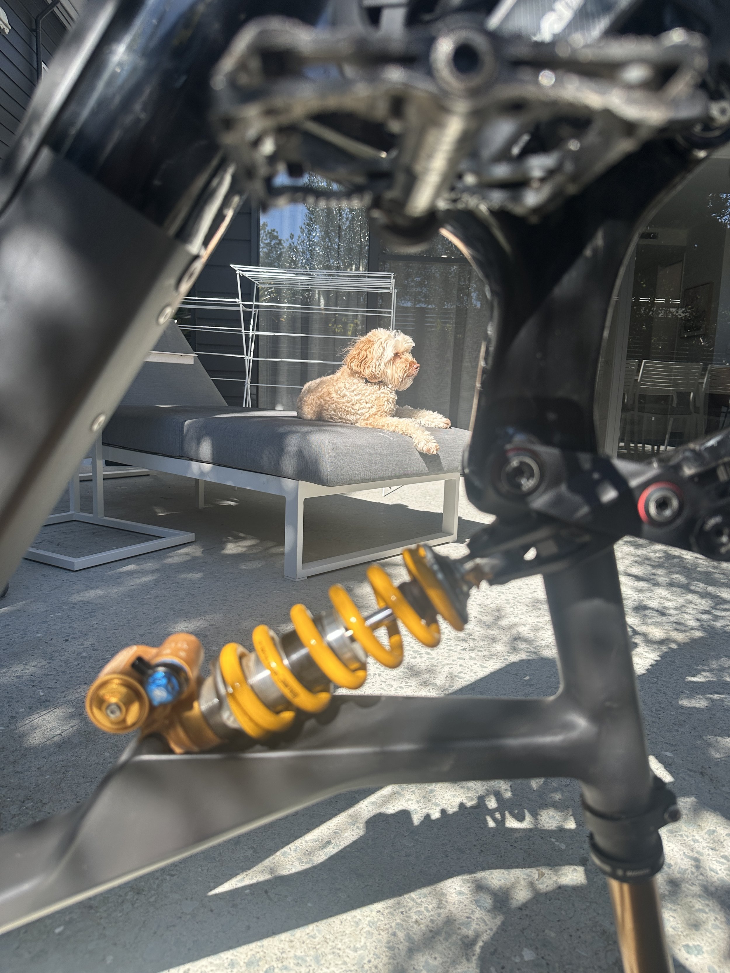 A dog lying on a chaise lounge outside, viewed through the front fork of a motorcycle with yellow shock absorbers.
